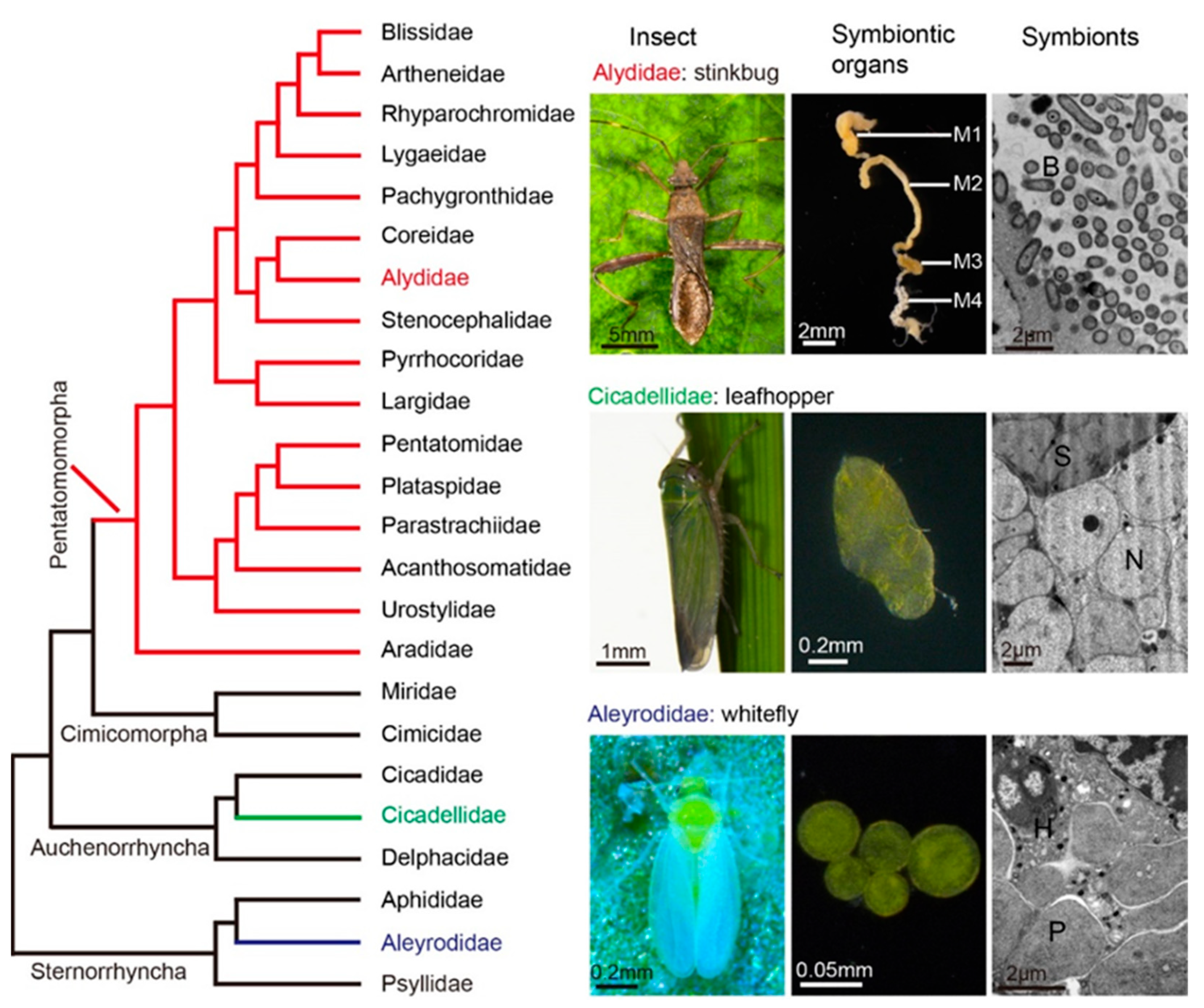 Microorganisms 09 00464 g001 Microorganisms 09 00464 g001