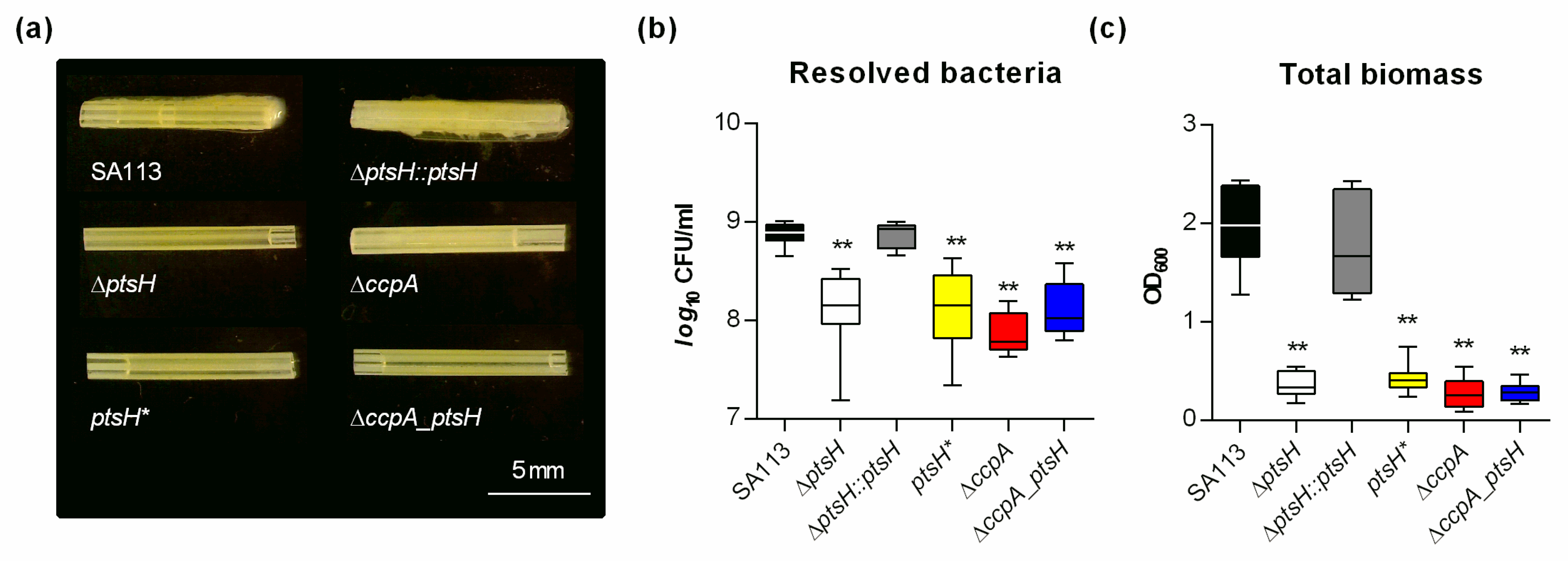 Microorganisms 09 00466 g005 Microorganisms 09 00466 g005
