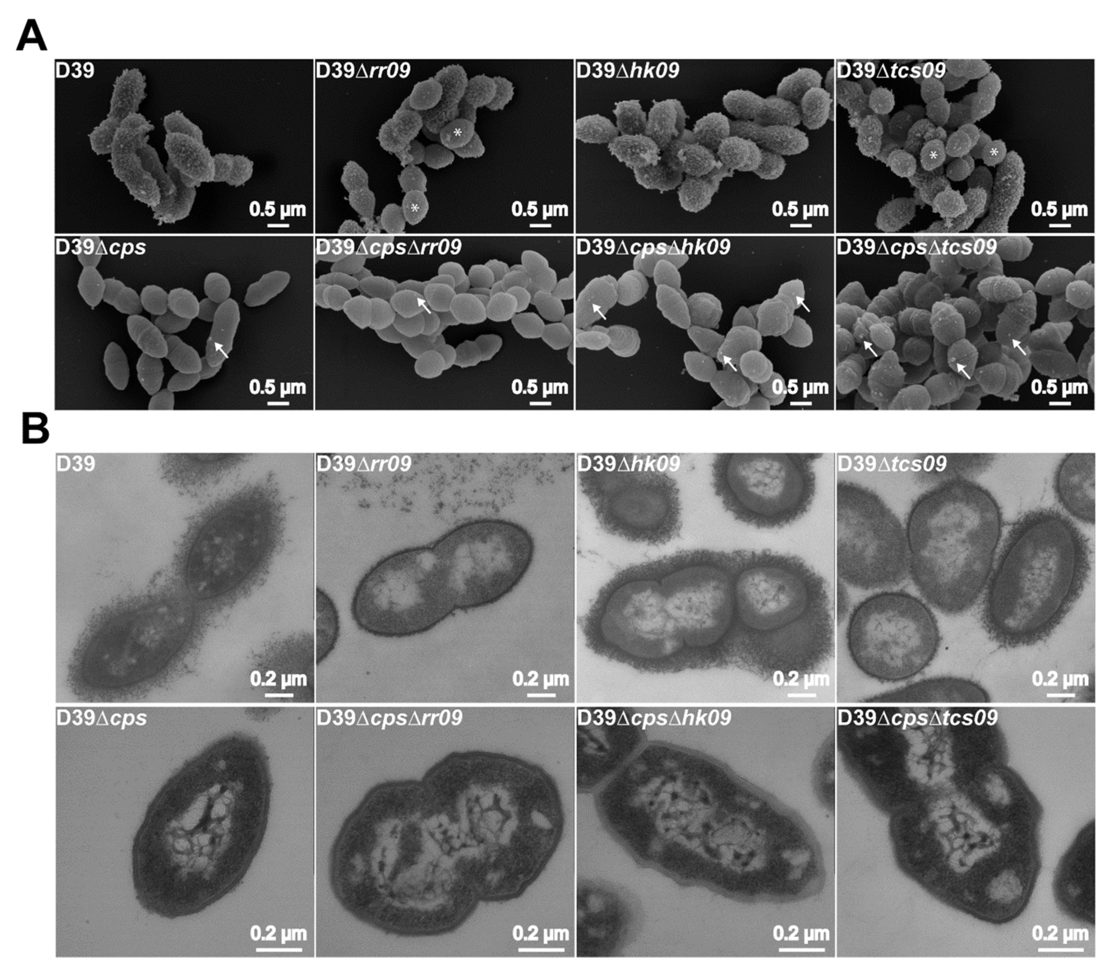 Microorganisms 09 00468 g004 Microorganisms 09 00468 g004