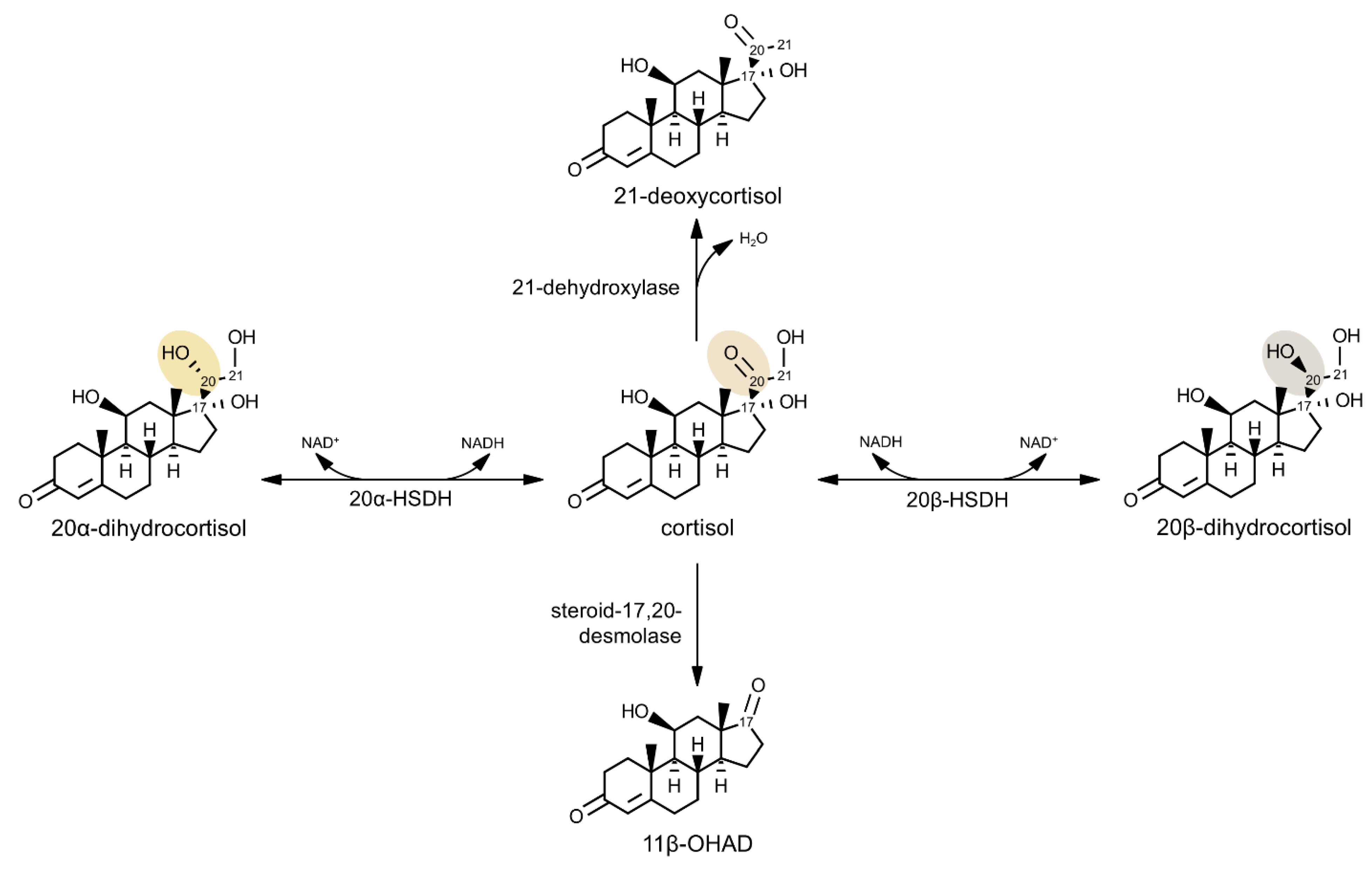 Microorganisms Free Full Text Microbial Hydroxysteroid Dehydrogenases From Alpha To Omega Html Microorganisms Free Full Text Microbial Hydroxysteroid Dehydrogenases From Alpha To Omega Html