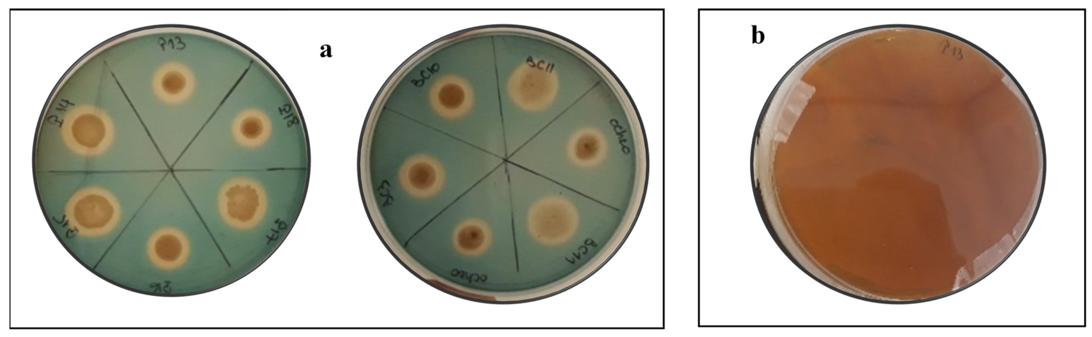 Microorganisms 09 00470 g004 Microorganisms 09 00470 g004