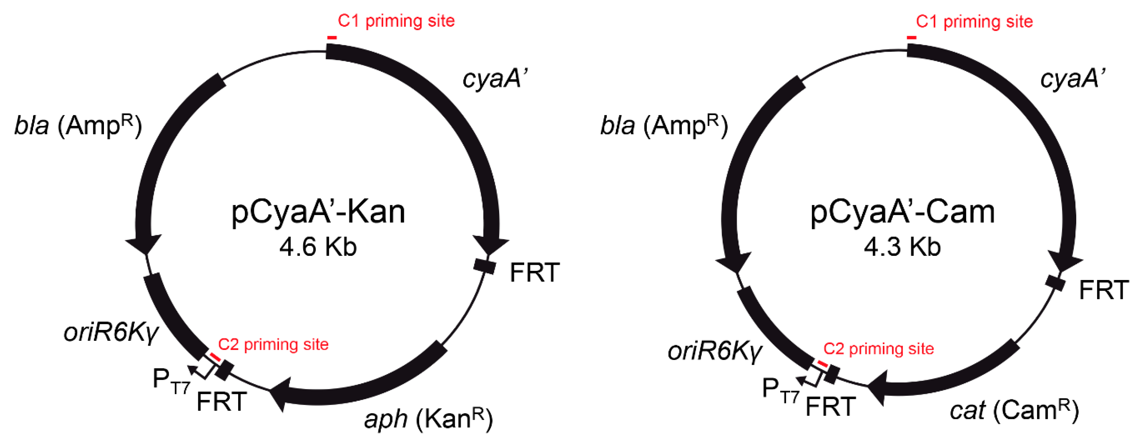 Microorganisms 09 00475 g001 Microorganisms 09 00475 g001