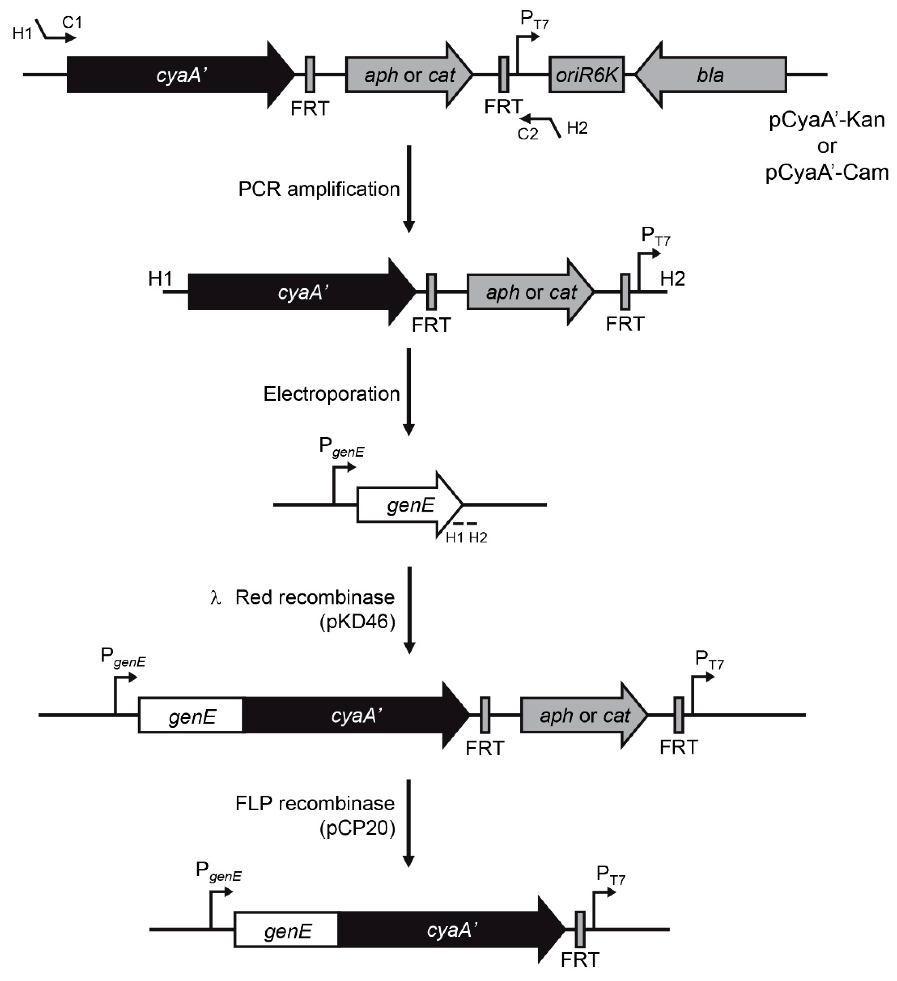 Microorganisms 09 00475 g002 Microorganisms 09 00475 g002