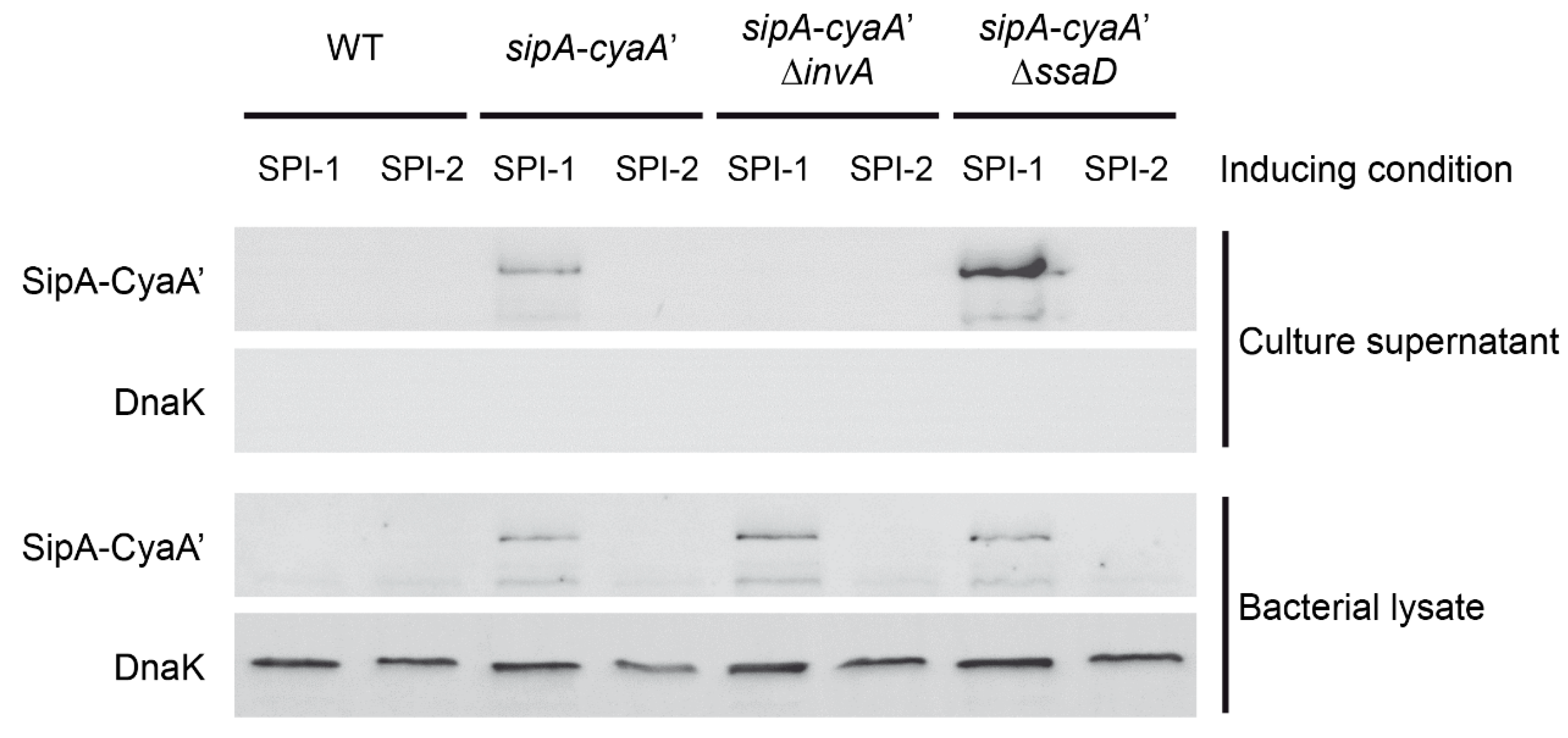 Microorganisms 09 00475 g004 Microorganisms 09 00475 g004