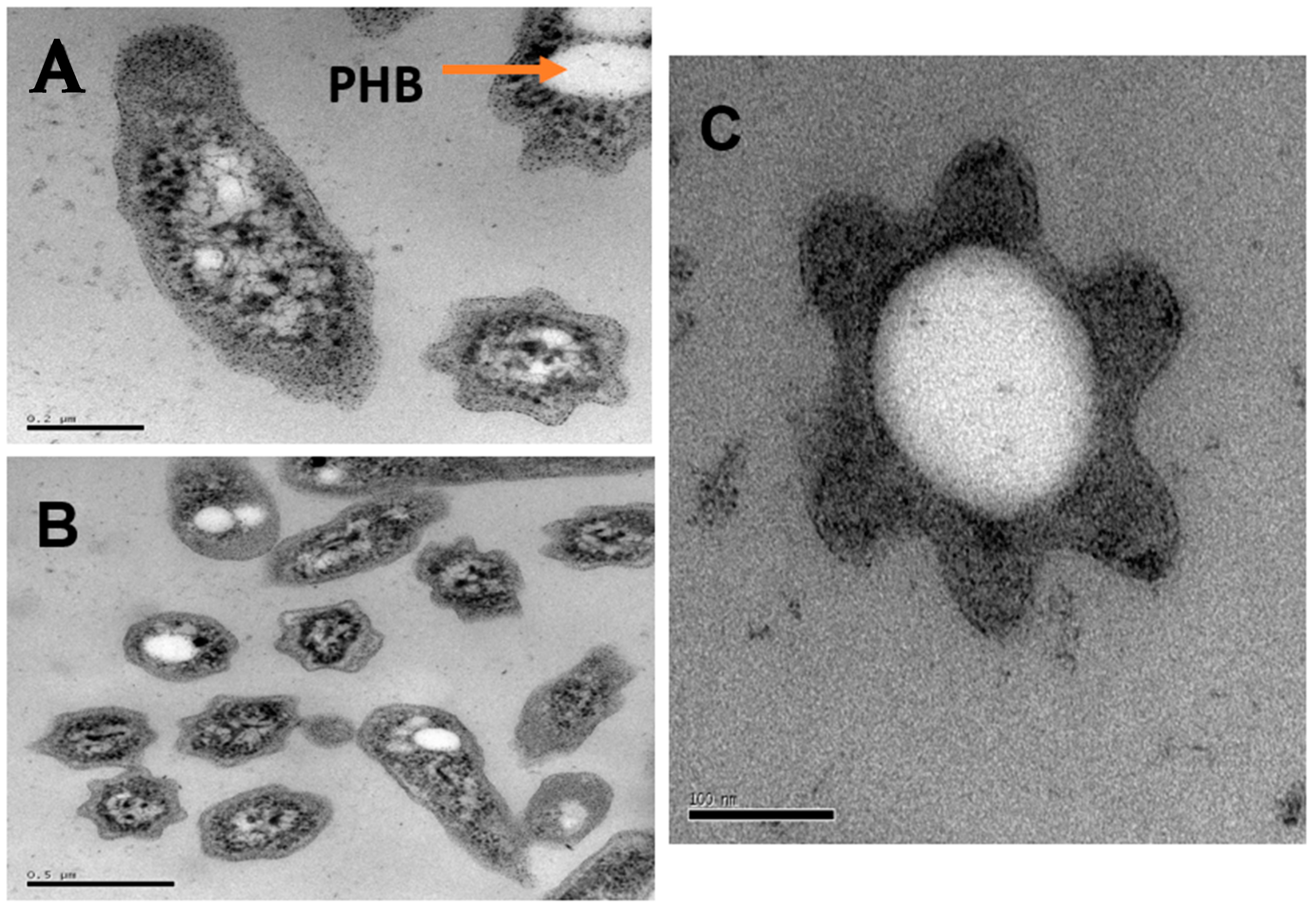 Microorganisms 09 00477 g001 Microorganisms 09 00477 g001
