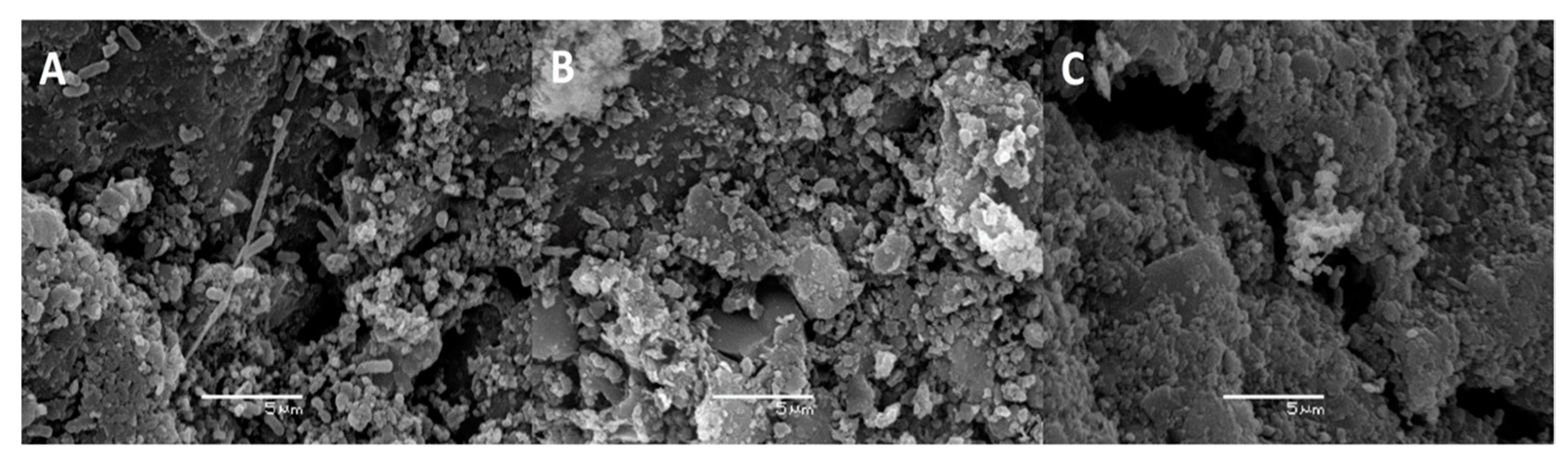 Microorganisms 09 00483 g005