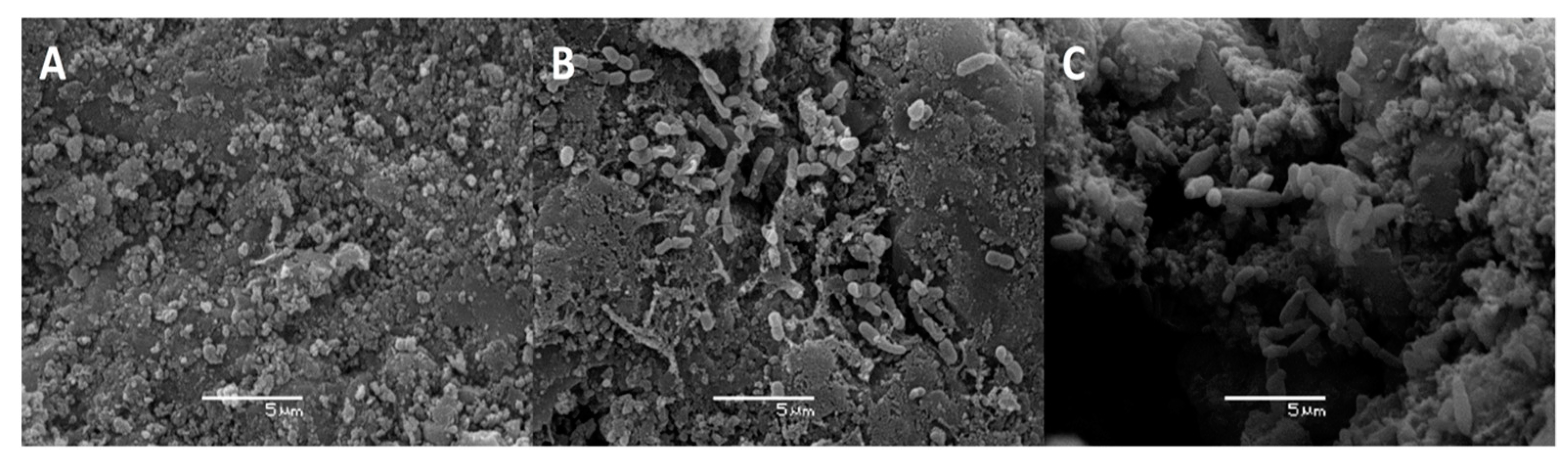 Microorganisms 09 00483 g006