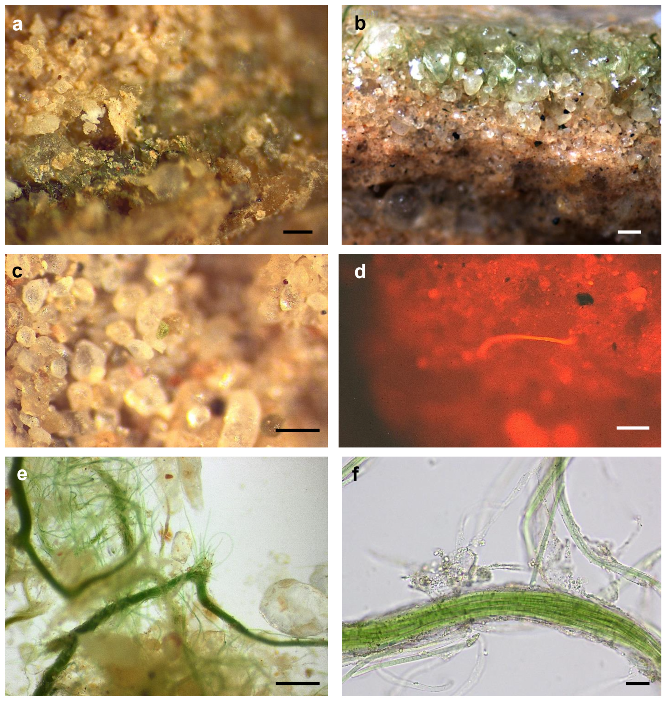 Microorganisms 09 00487 g002 Microorganisms 09 00487 g002