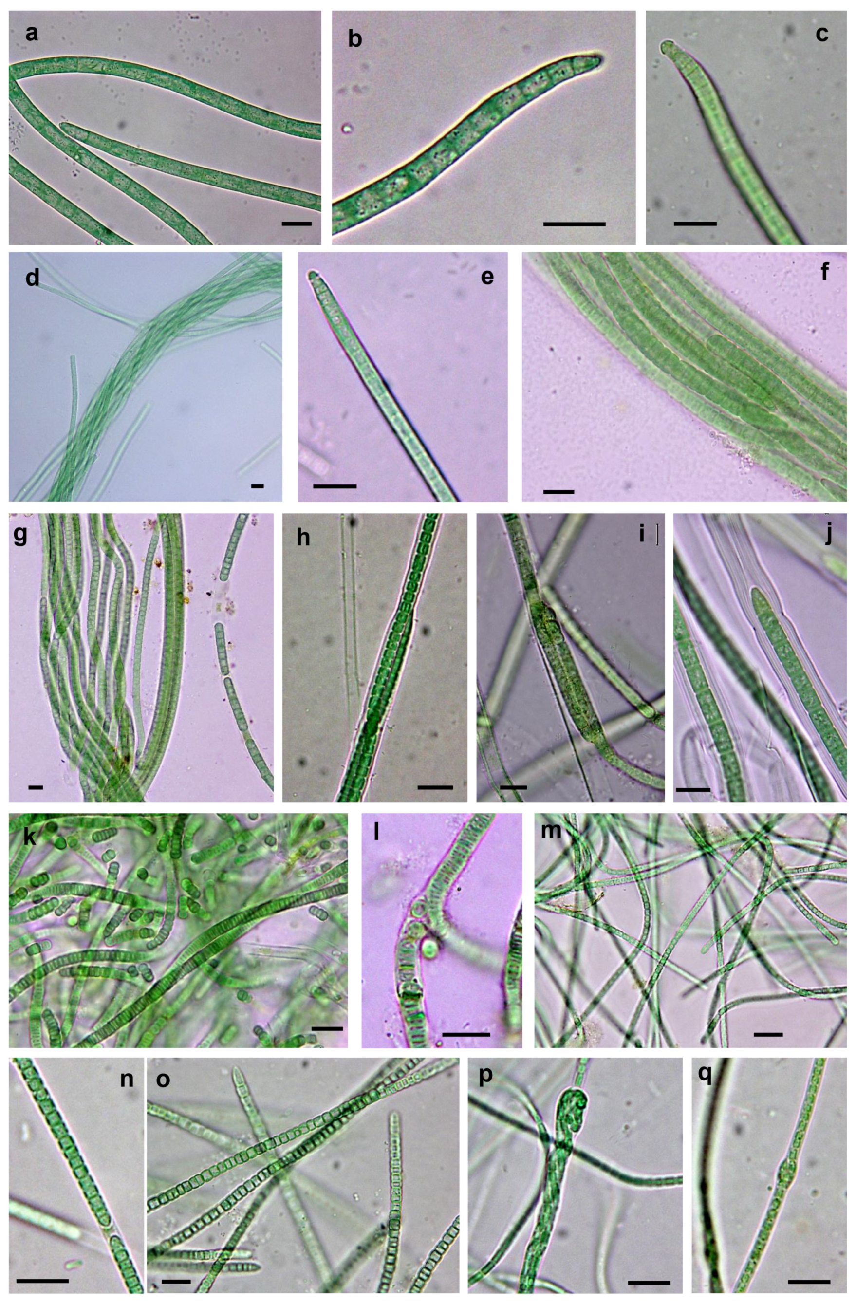 Microorganisms 09 00487 g004 Microorganisms 09 00487 g004