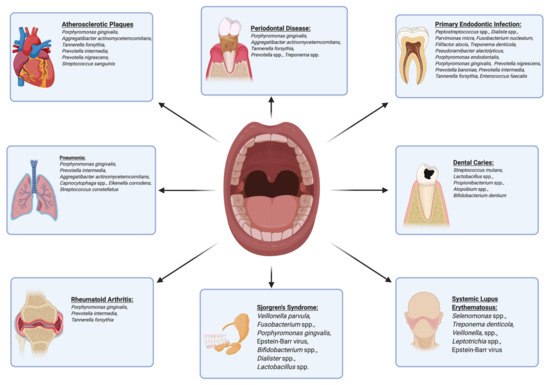 Microorganisms Free Full Text Interconnections Between The Oral And