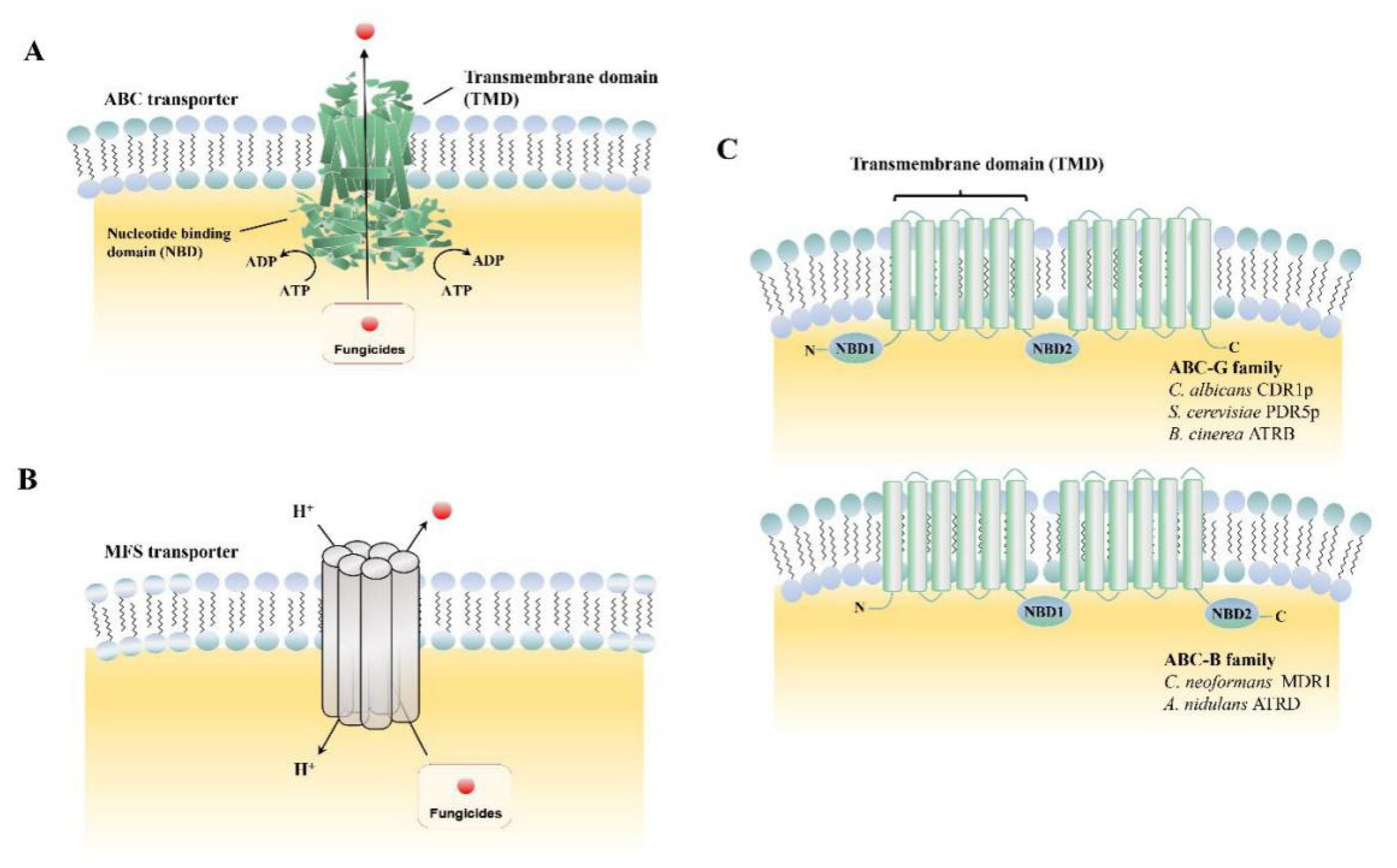 Microorganisms 09 00502 g001 Microorganisms 09 00502 g001