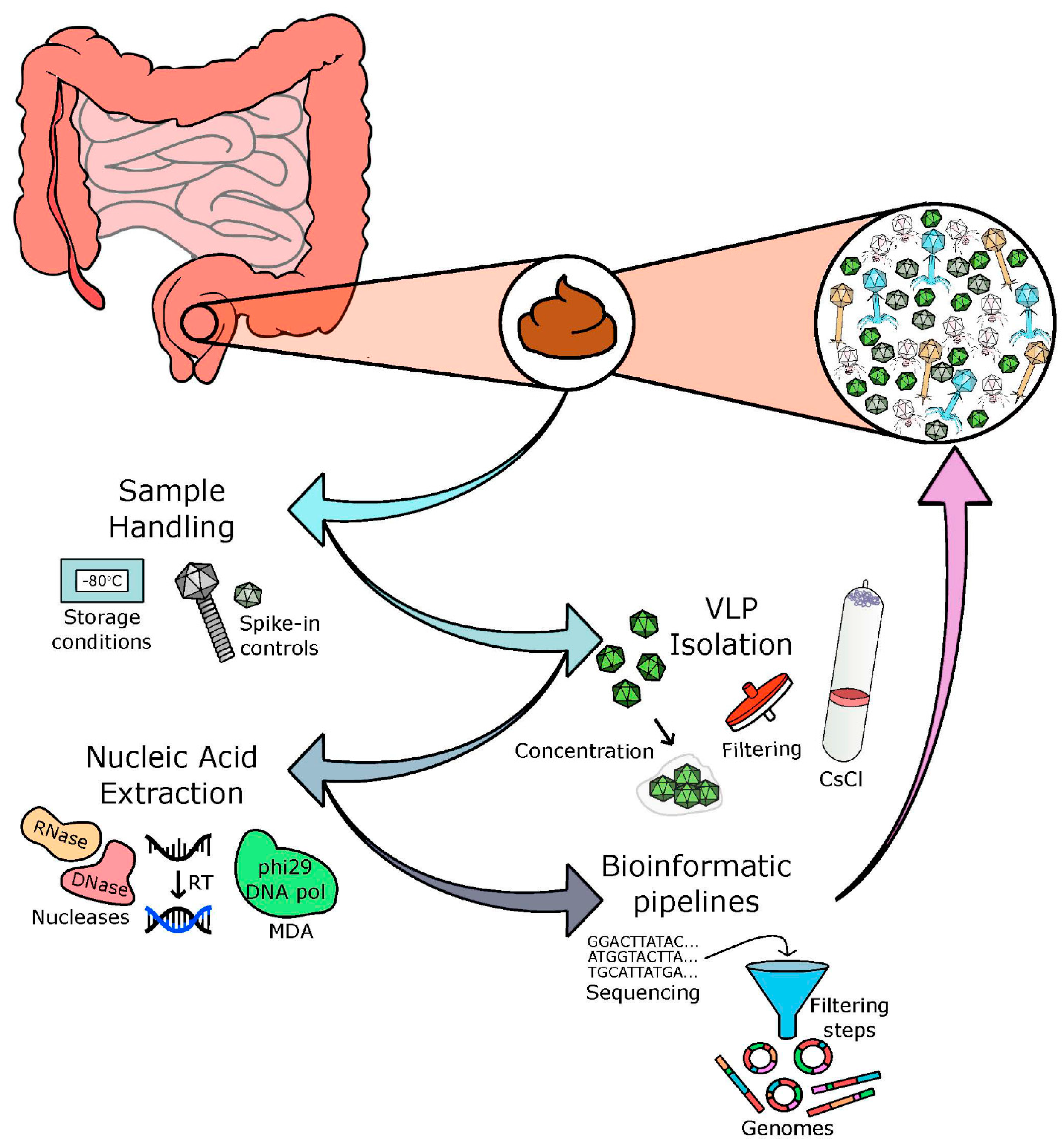 Microorganisms Free Full Text Biases In Viral Metagenomics Based Detection Cataloguing And Quantification Of Bacteriophage Genomes In Human Faeces A Review Html