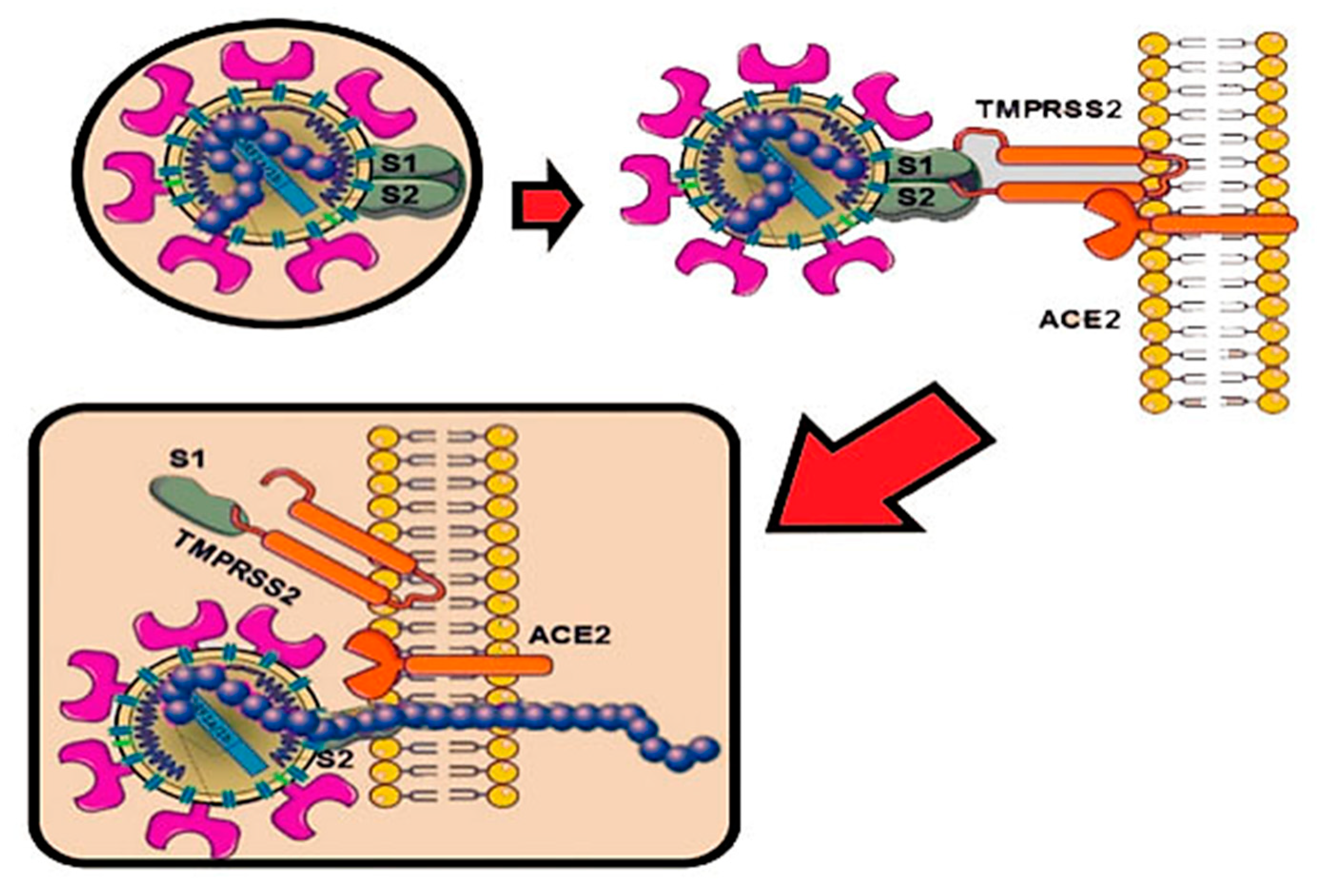 Microorganisms Free Full Text Sars Cov 2 Disease Adjuvant Therapies And Supplements Breakthrough For The Infection Prevention Html Microorganisms Free Full Text Sars Cov 2 Disease Adjuvant Therapies And Supplements Breakthrough For The Infection Prevention Html