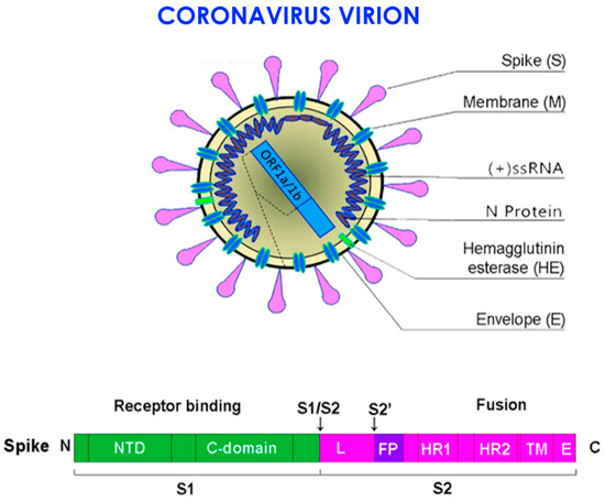 Microorganisms Free Full Text Sars Cov 2 Disease Adjuvant Therapies And Supplements Breakthrough For The Infection Prevention Html