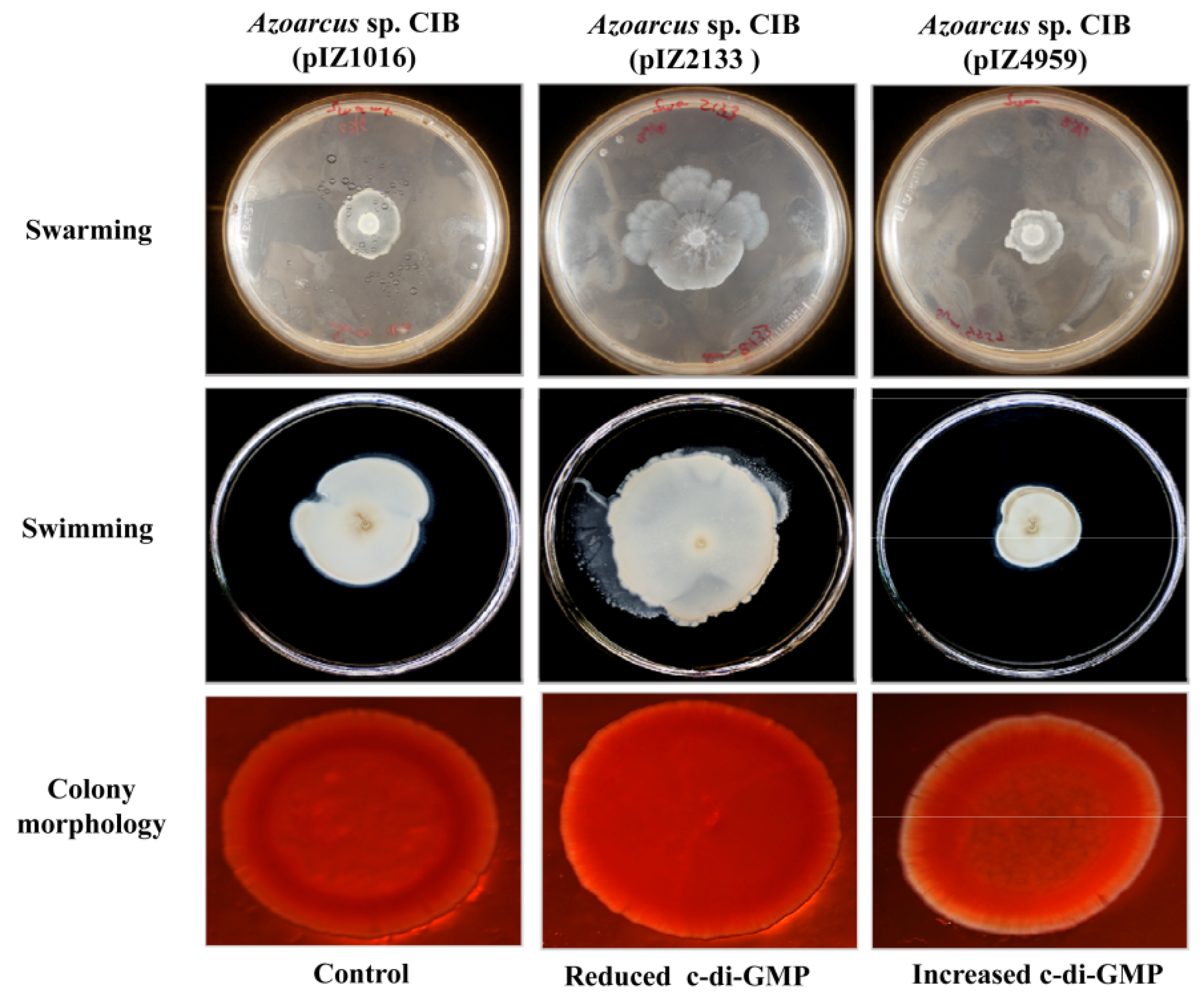 Microorganisms 09 00554 g004 Microorganisms 09 00554 g004