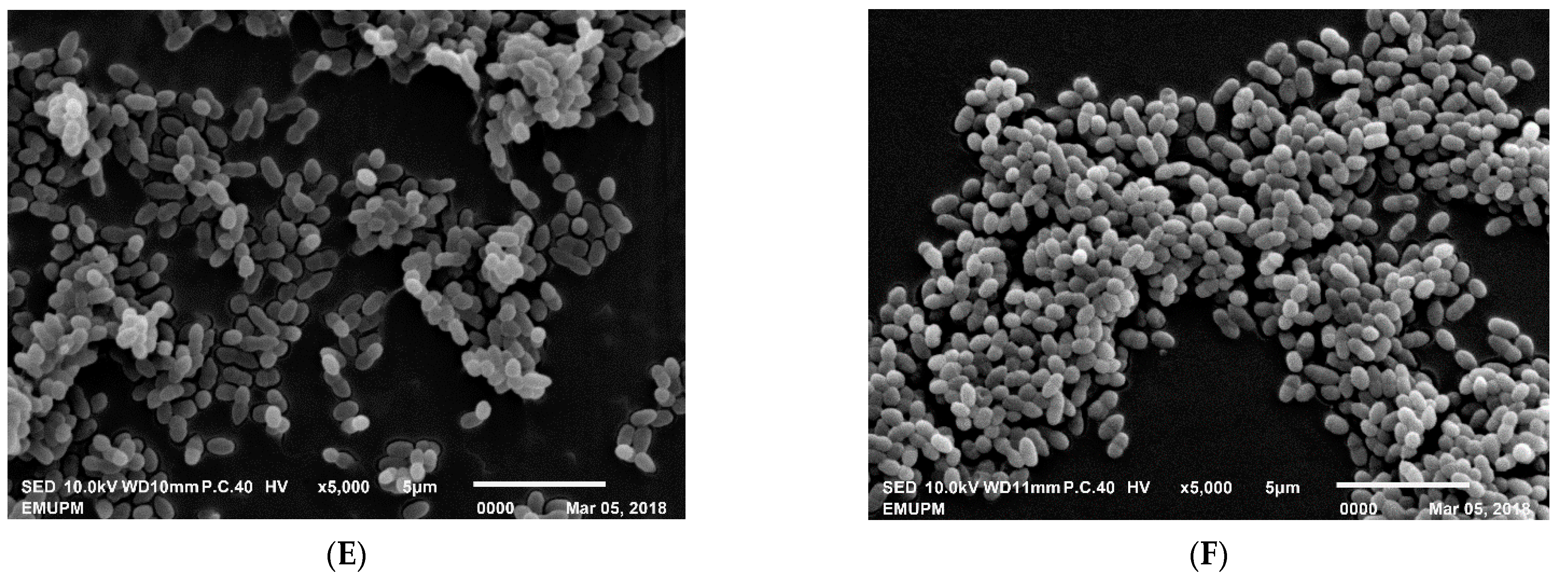 Microorganisms 09 00579 g008b Microorganisms 09 00579 g008b