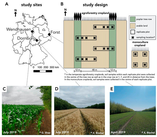 Microorganisms Free Full Text Relative Abundances Of Species Or Sequence Variants Can Be Misleading Soil Fungal Communities As An Example Html
