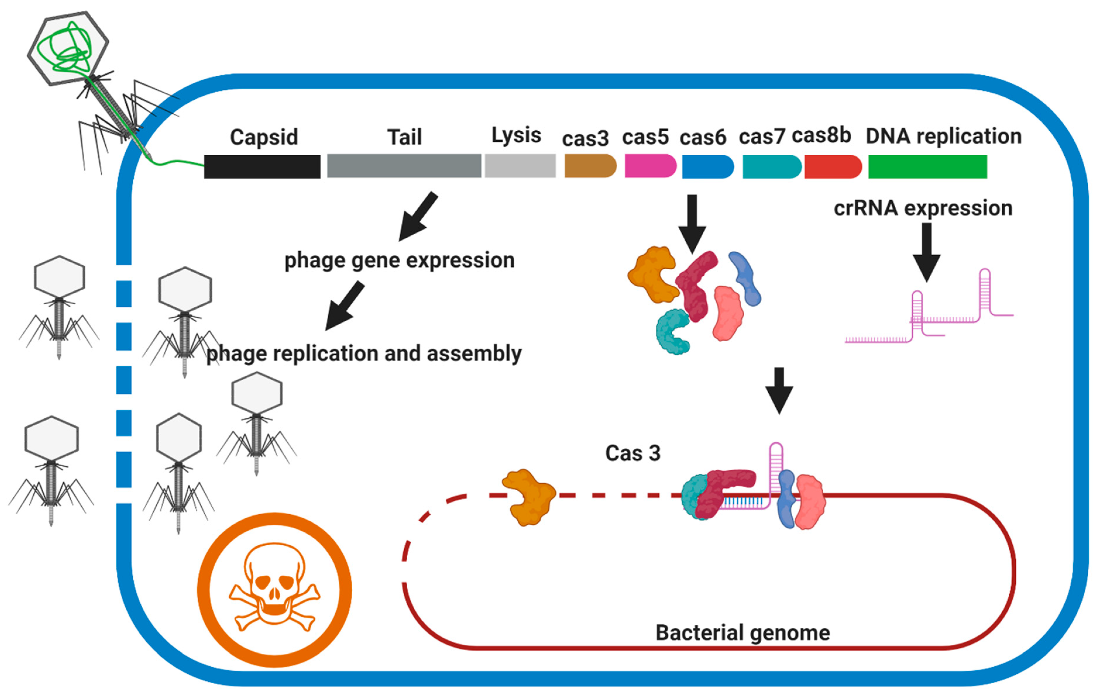 Microorganisms 09 00596 g006