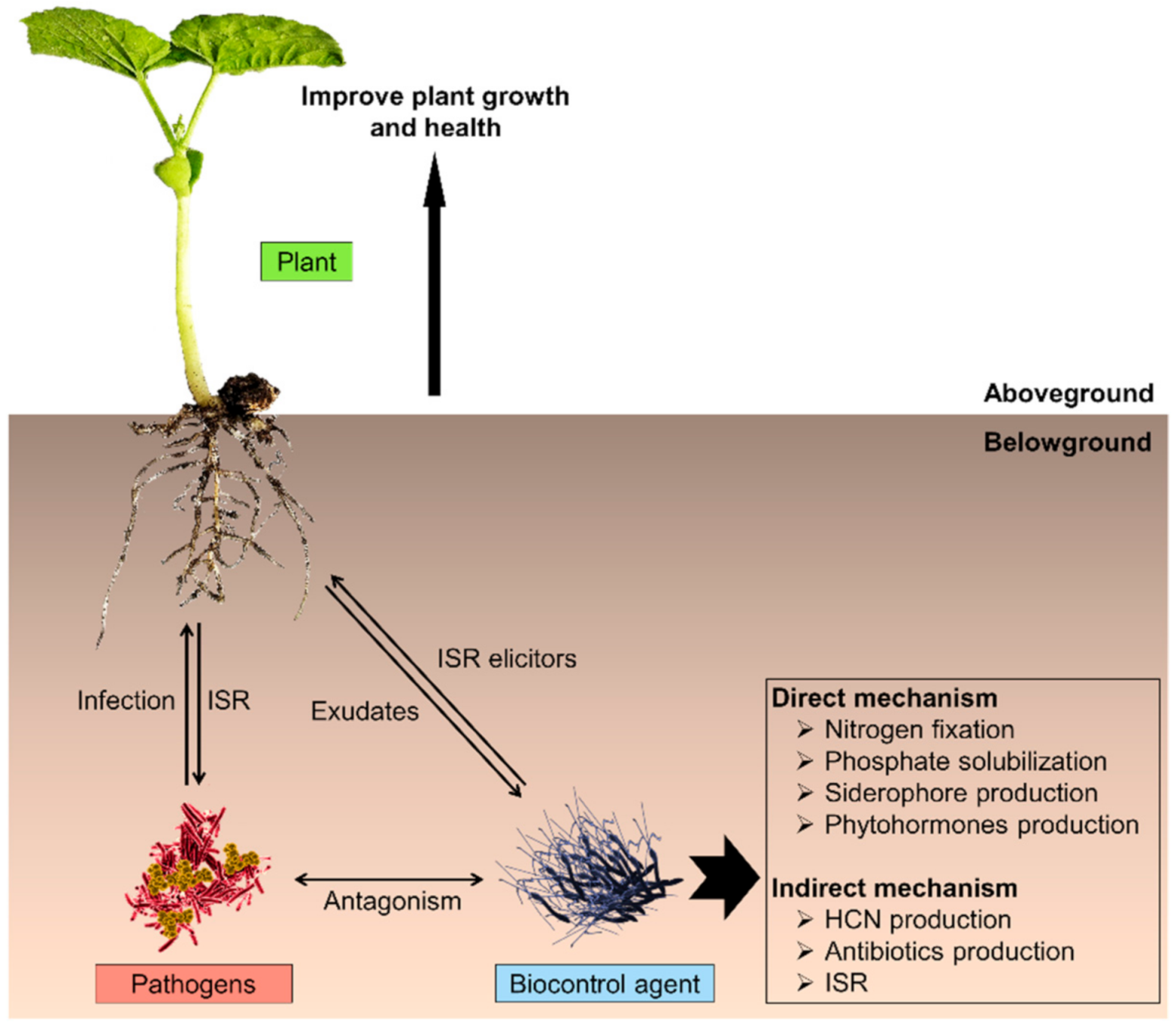 Microorganisms 09 00614 g002