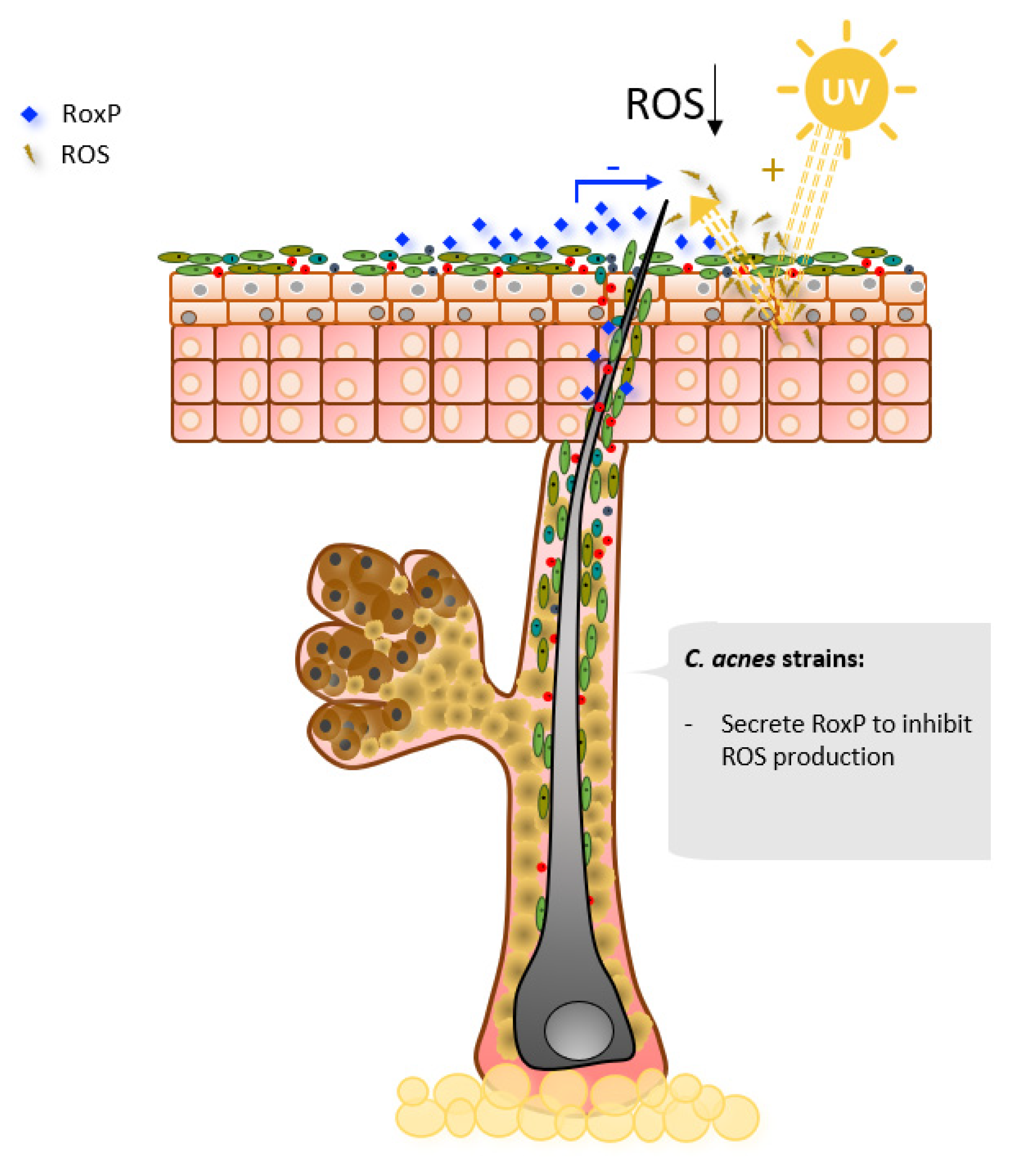 Microorganisms 09 00628 g005