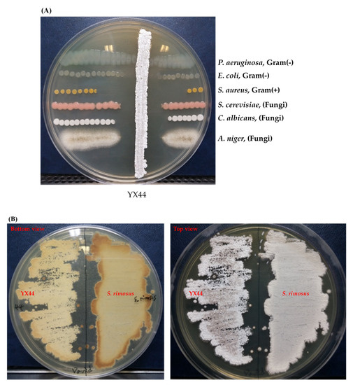 Microorganisms, Free Full-Text