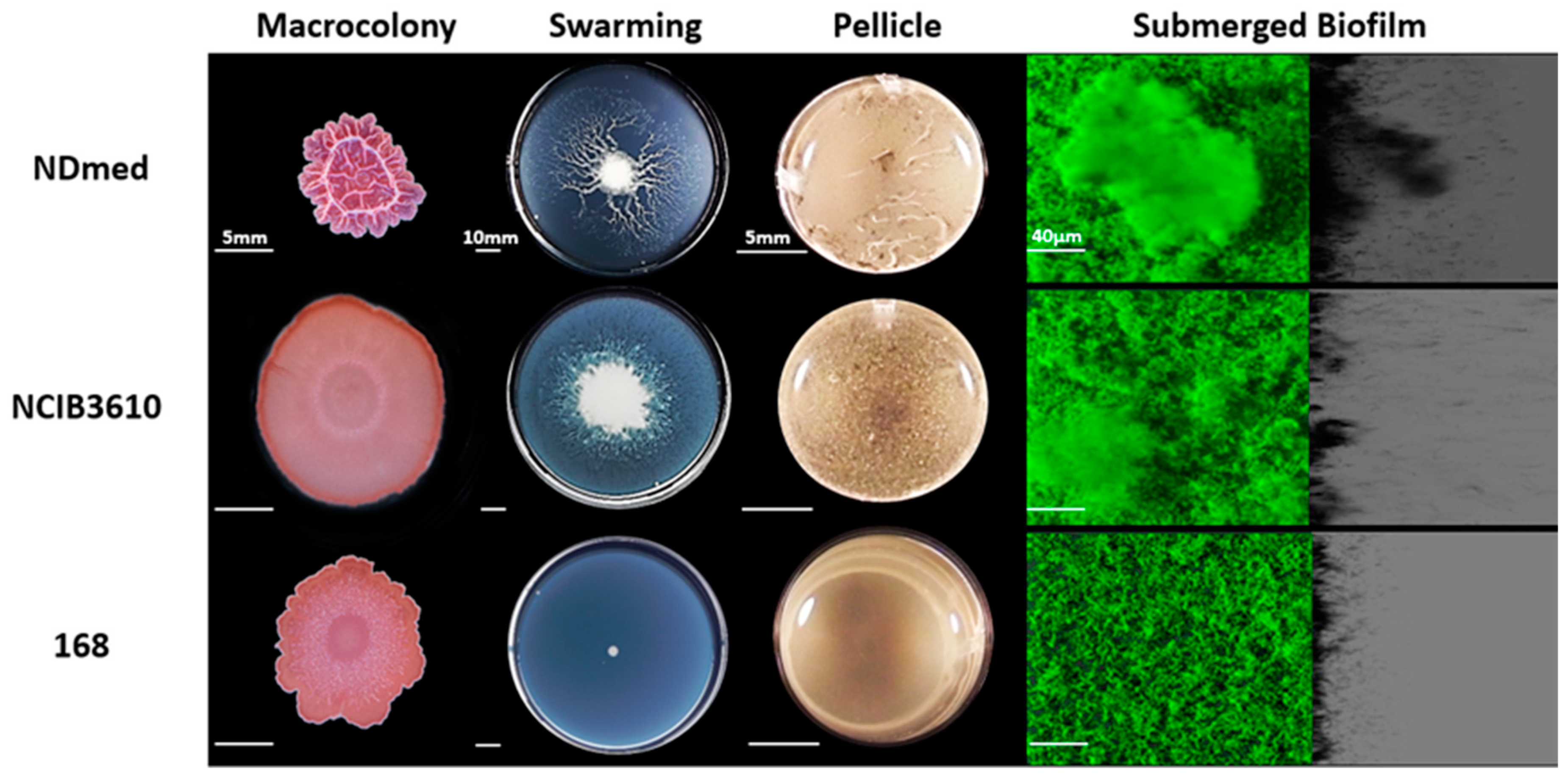 Microorganisms 09 00633 g001 Microorganisms 09 00633 g001