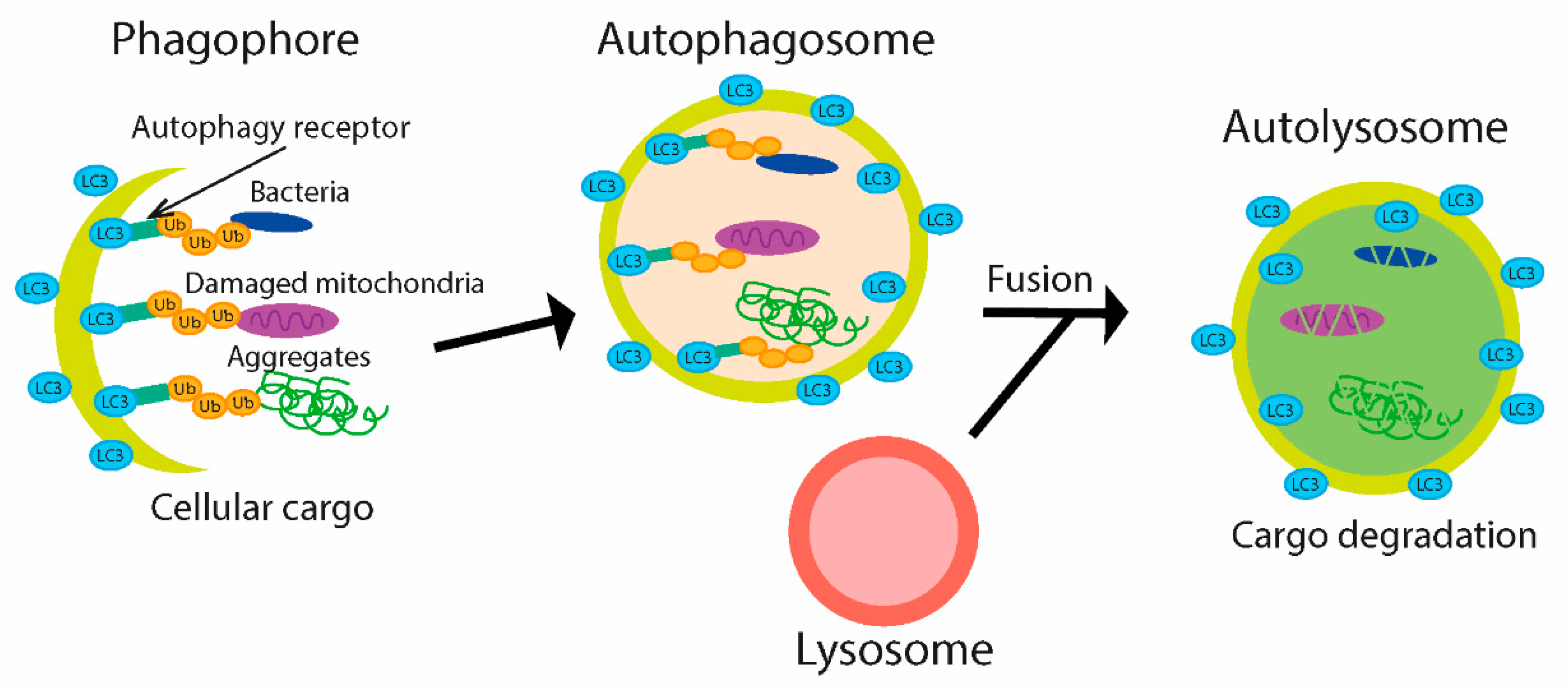 Microorganisms 09 00638 g005
