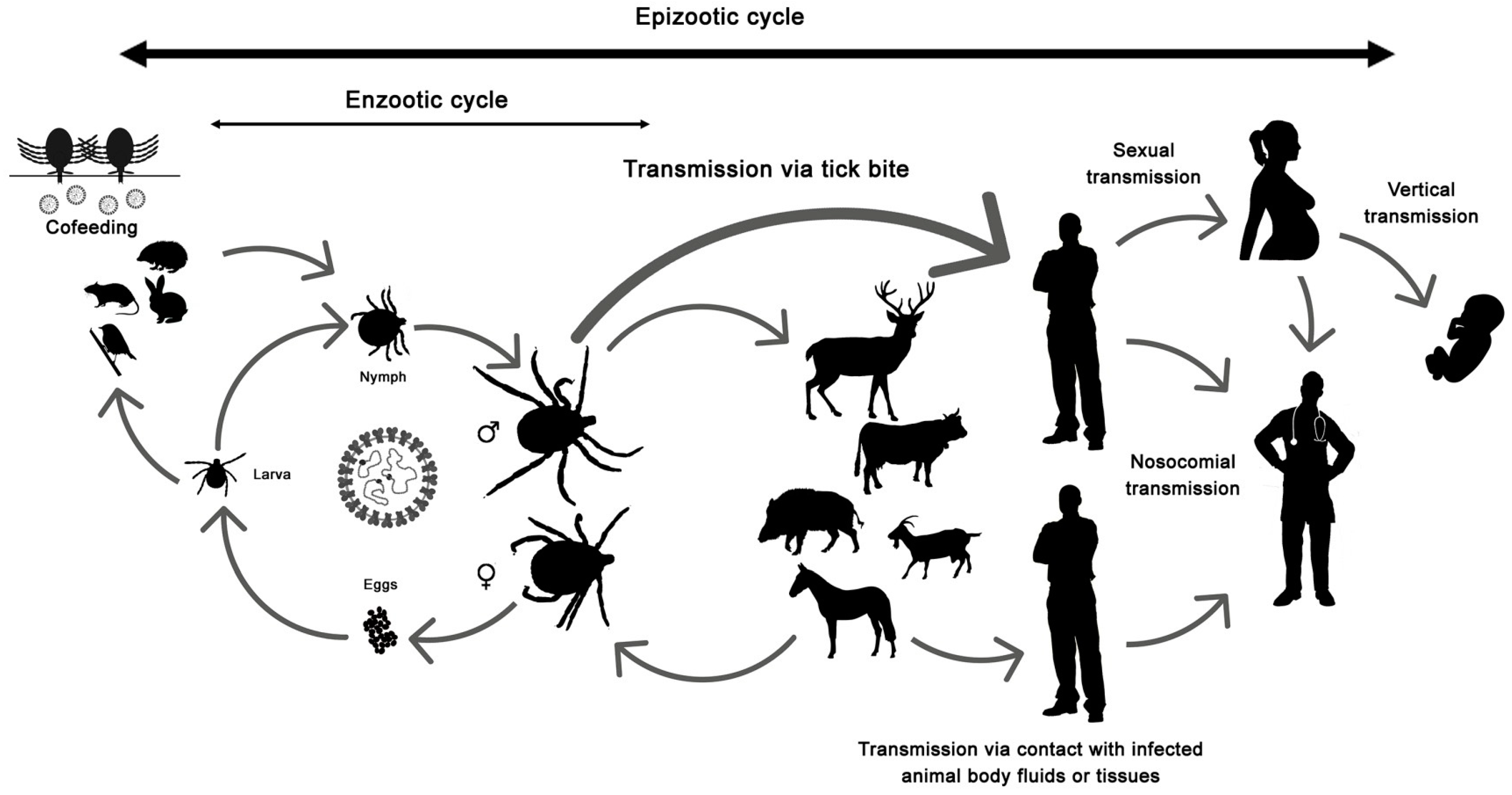 Hemorrhagic fever
