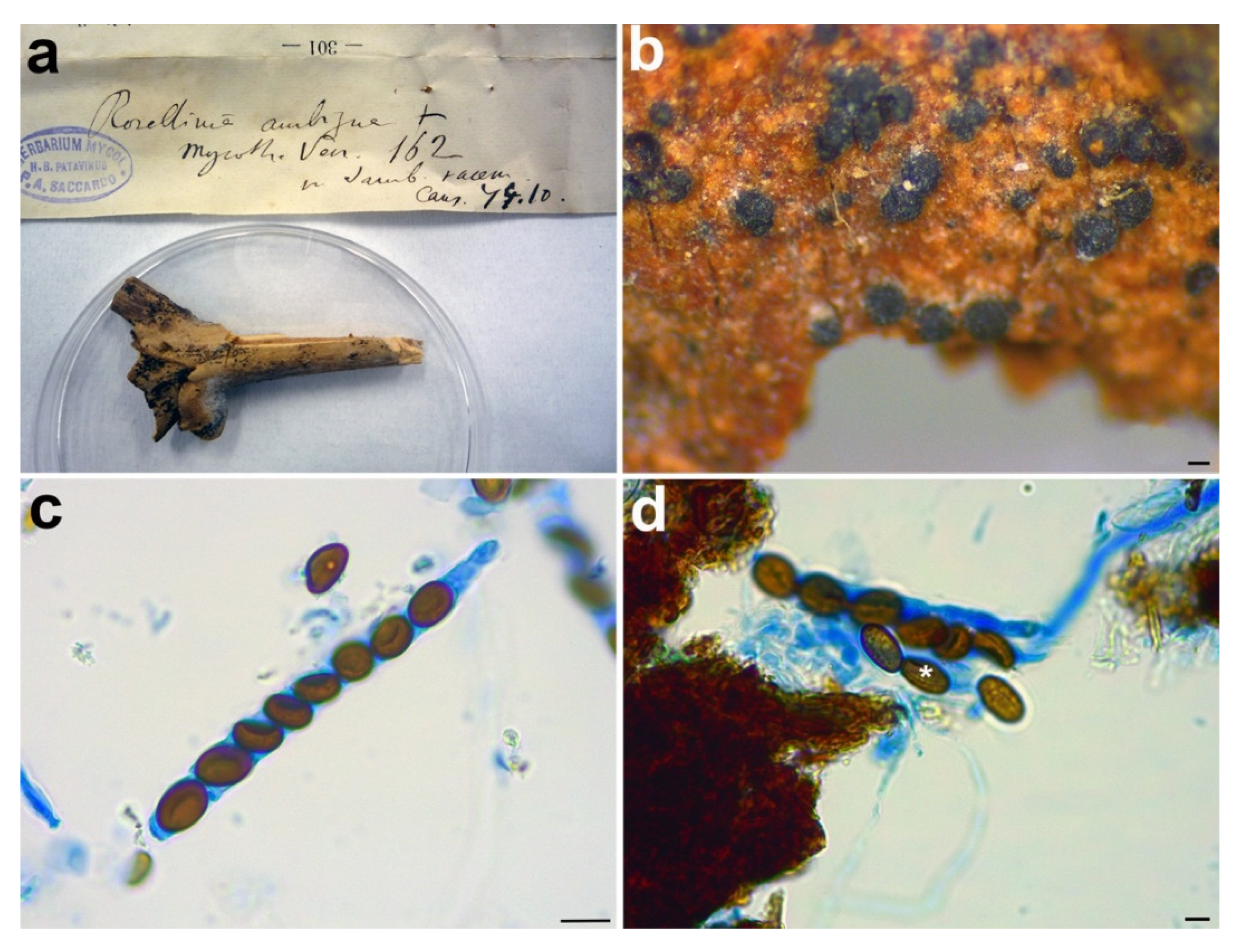 Microorganisms 09 00666 g004 Microorganisms 09 00666 g004