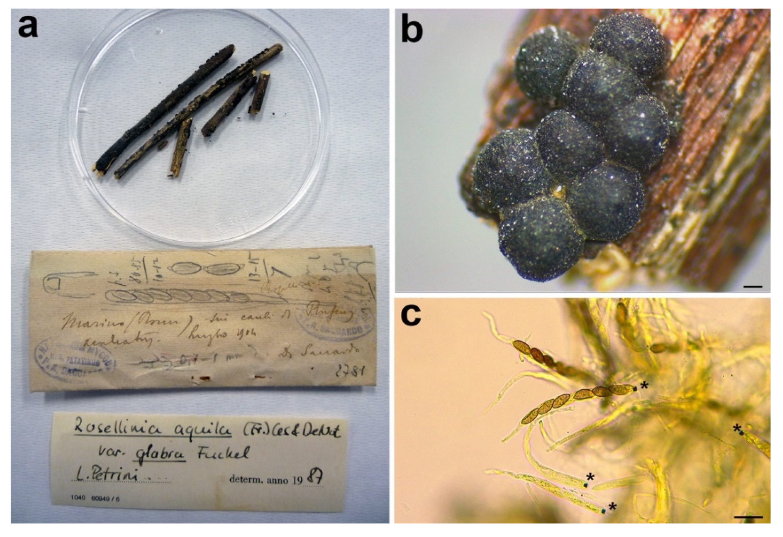 Microorganisms 09 00666 g010 Microorganisms 09 00666 g010