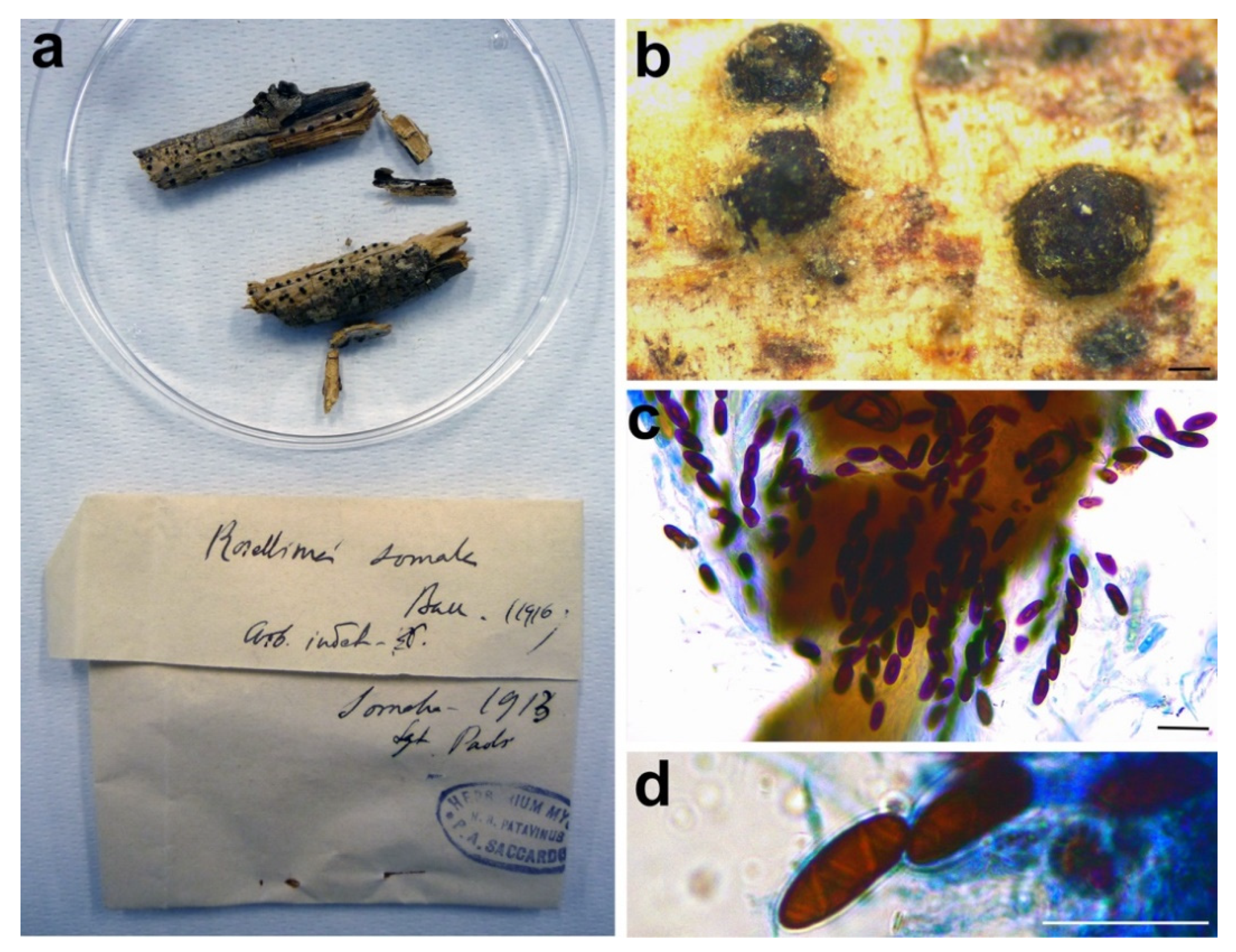 Microorganisms 09 00666 g011 Microorganisms 09 00666 g011