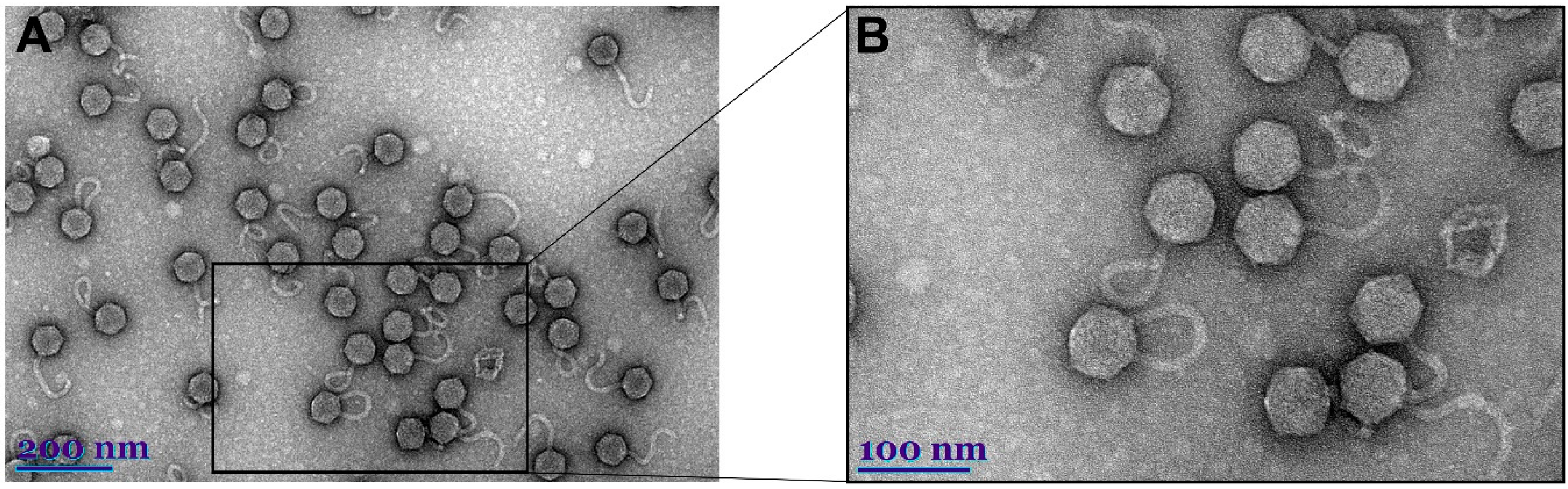 Microorganisms 09 00668 g001 Microorganisms 09 00668 g001