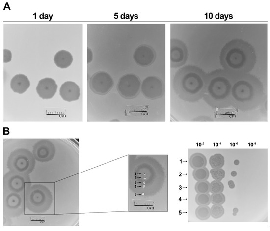 Microorganisms Special Issue Bacteriophages And Their Components As Promising And Alternative Tools For The Control Of Bacterial Pathogens