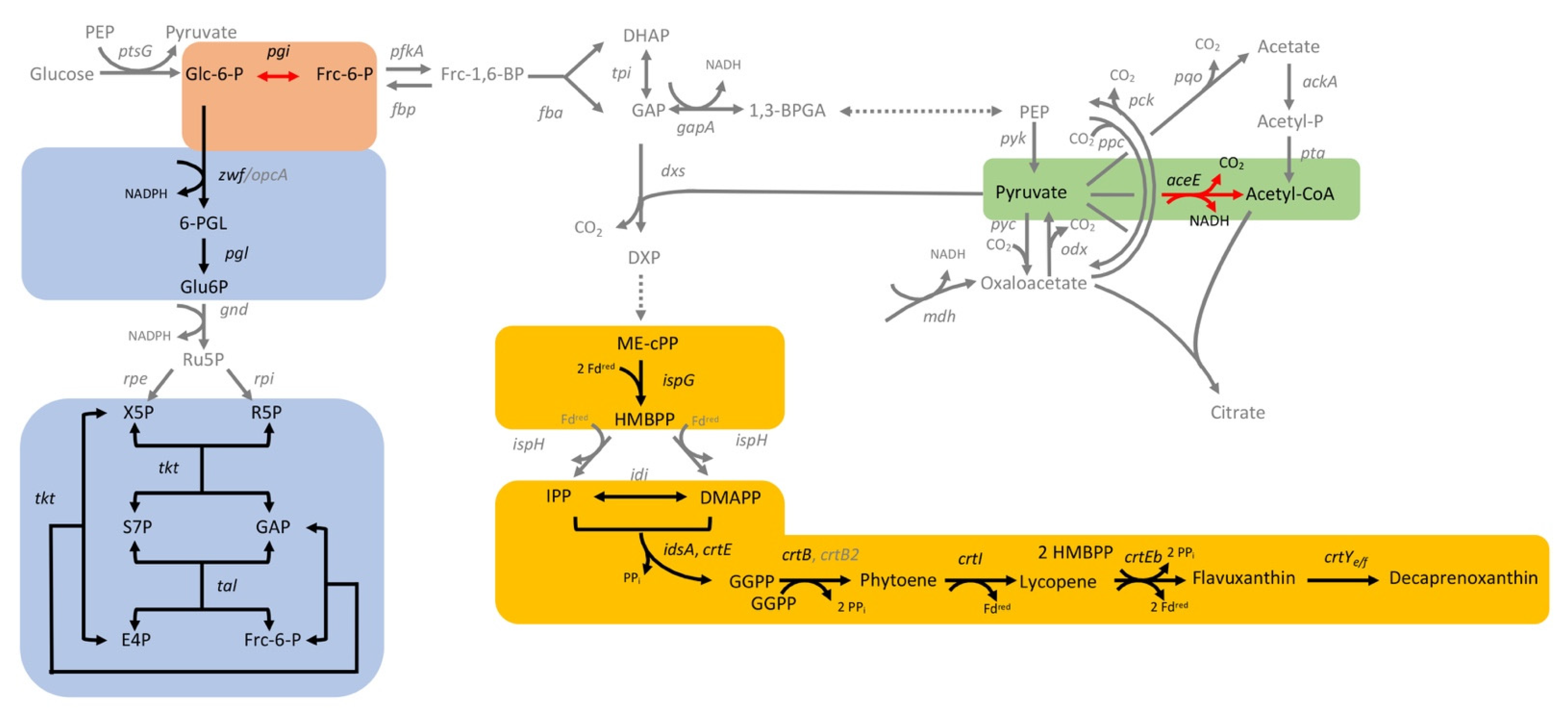 Microorganisms 09 00670 g010 Microorganisms 09 00670 g010