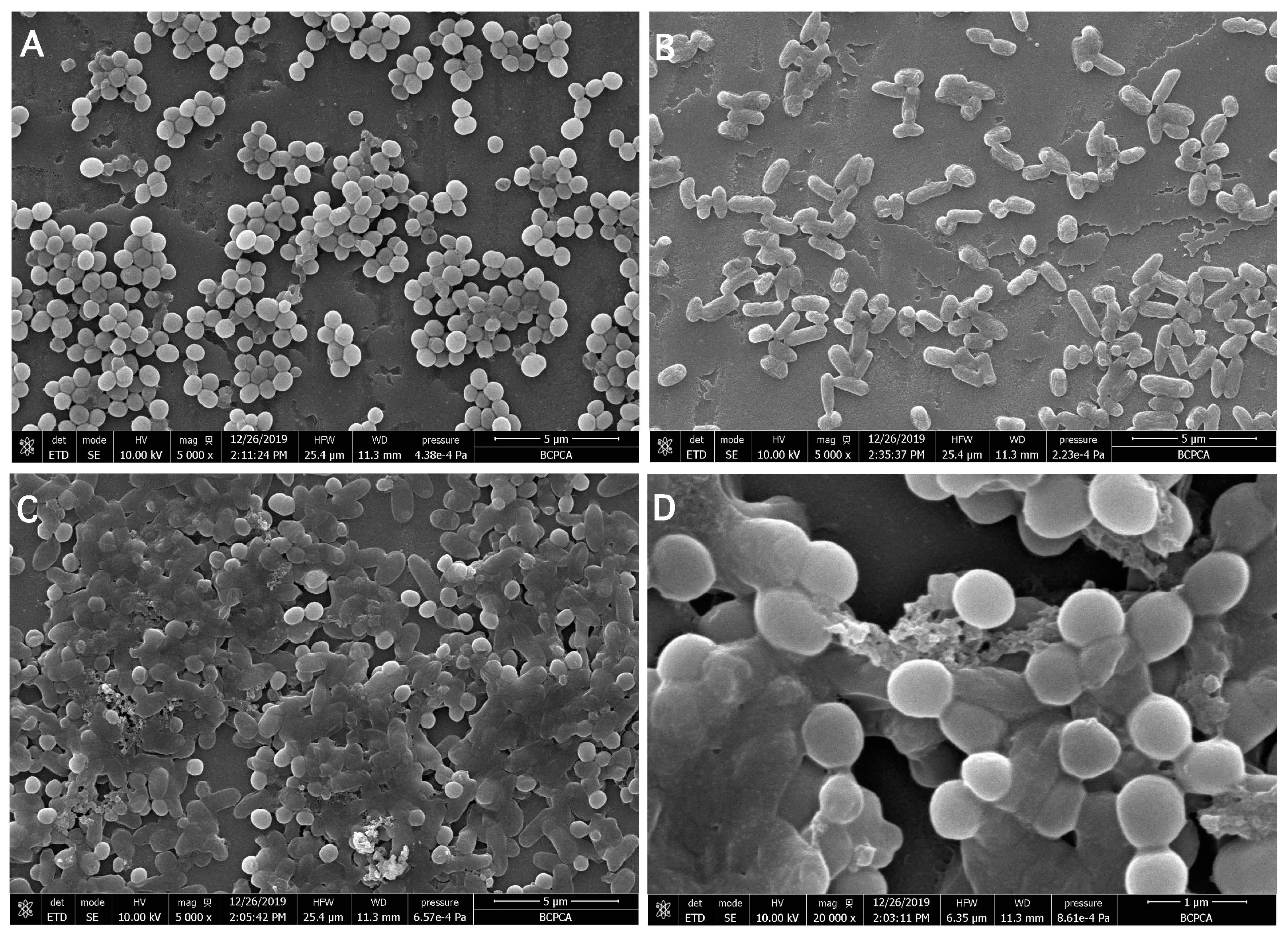 Microorganisms 09 00672 g002 Microorganisms 09 00672 g002