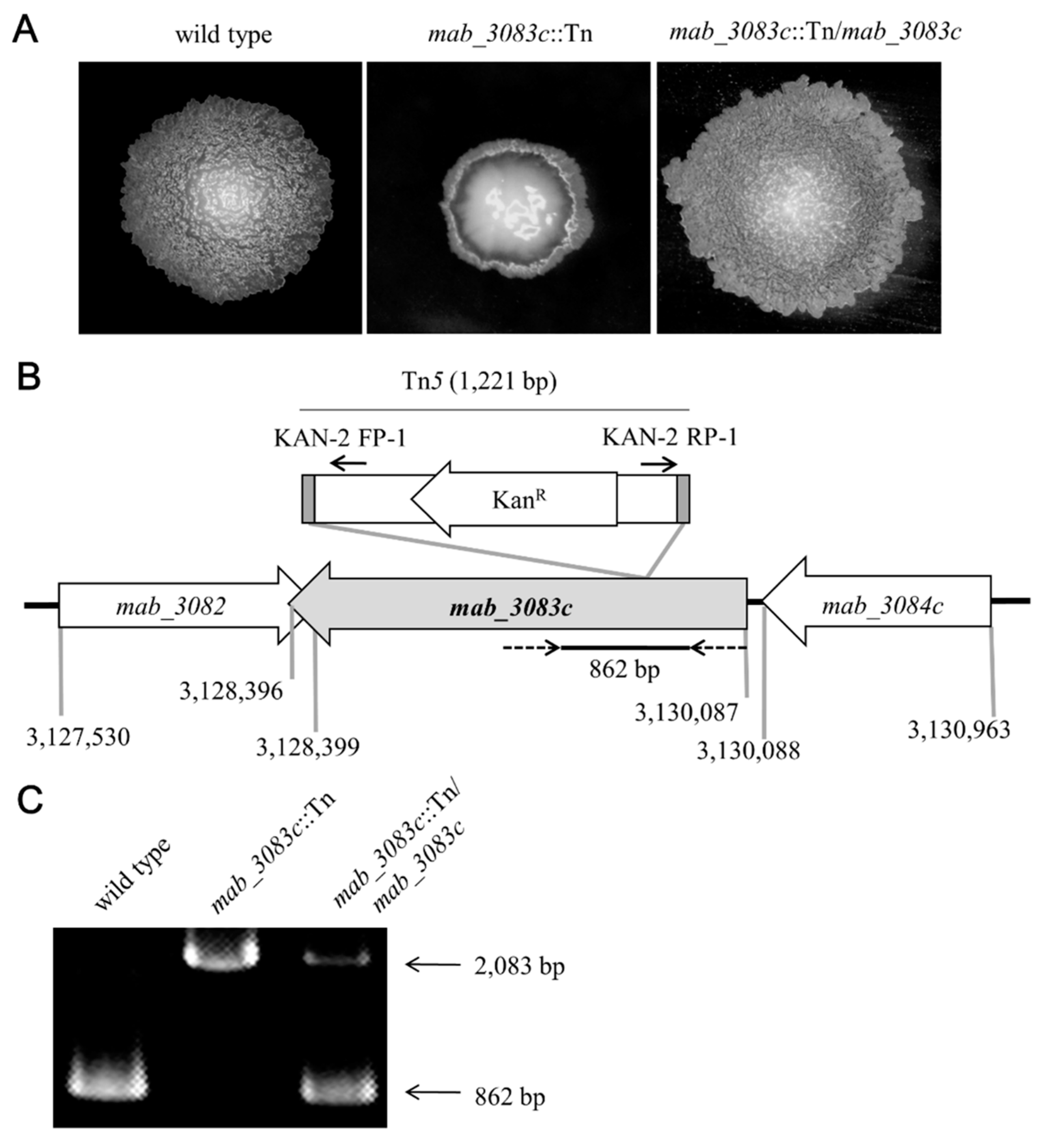 Microorganisms 09 00676 g001 Microorganisms 09 00676 g001
