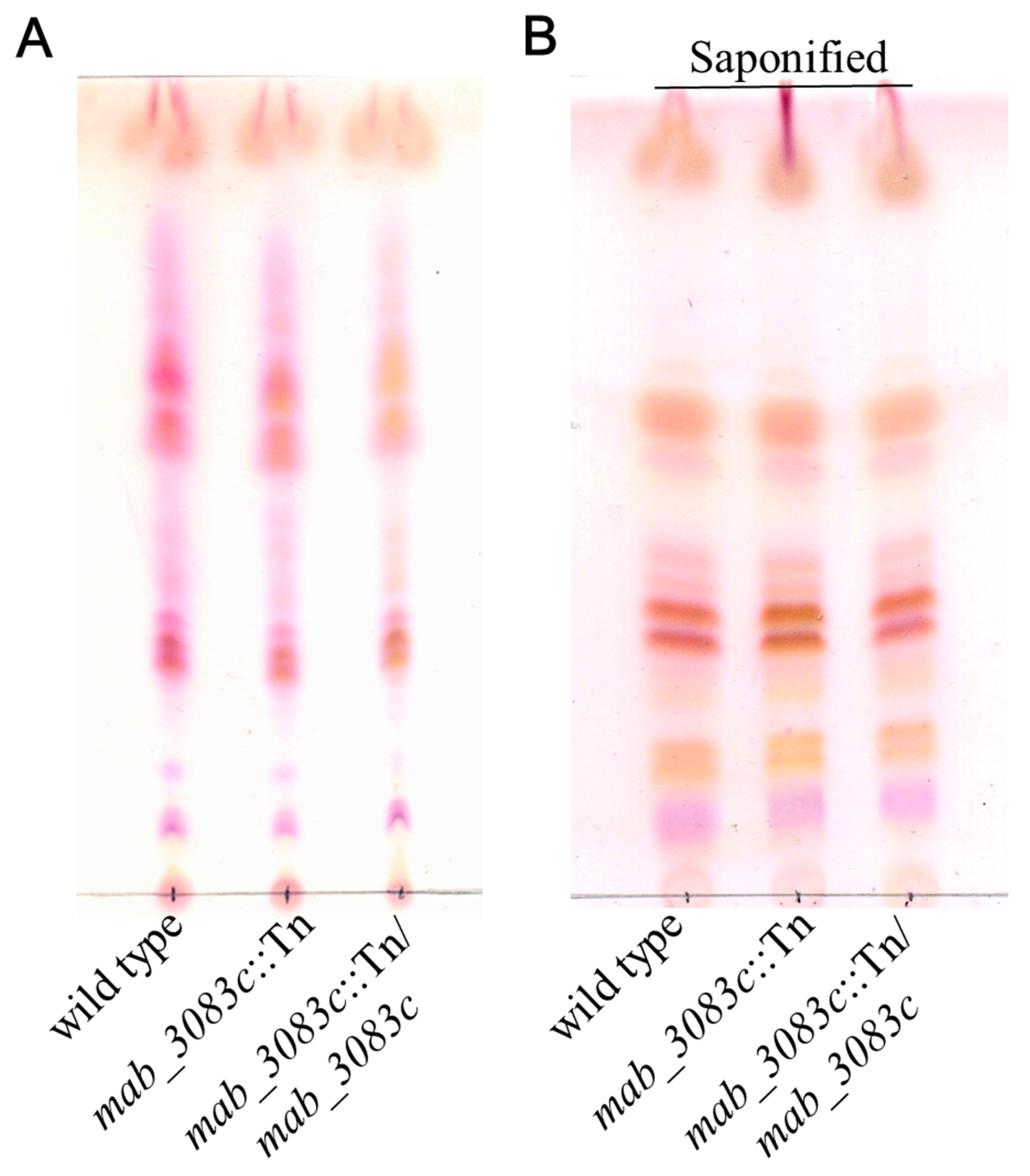 Microorganisms 09 00676 g002 Microorganisms 09 00676 g002