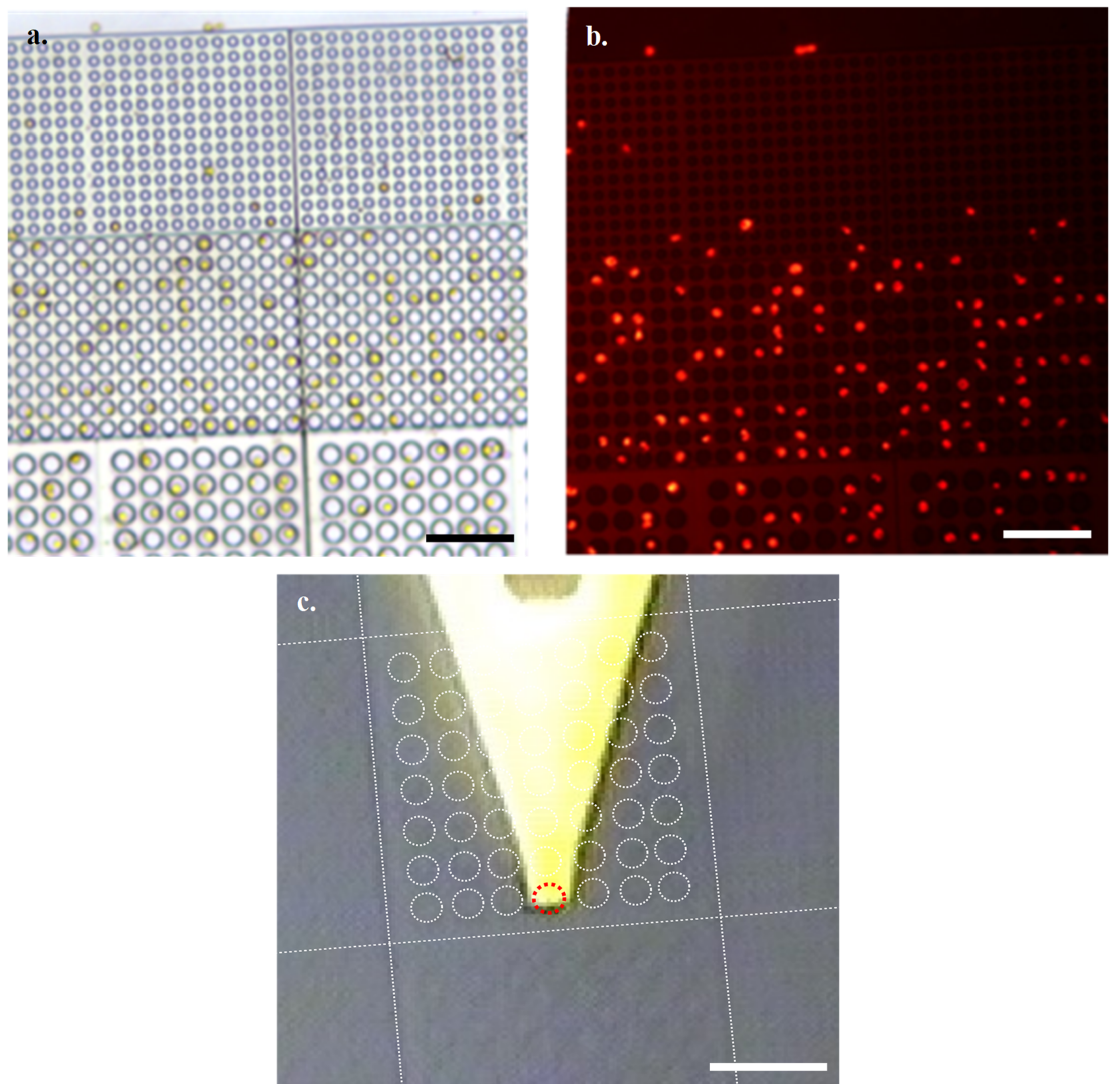 Microorganisms 09 00680 g003