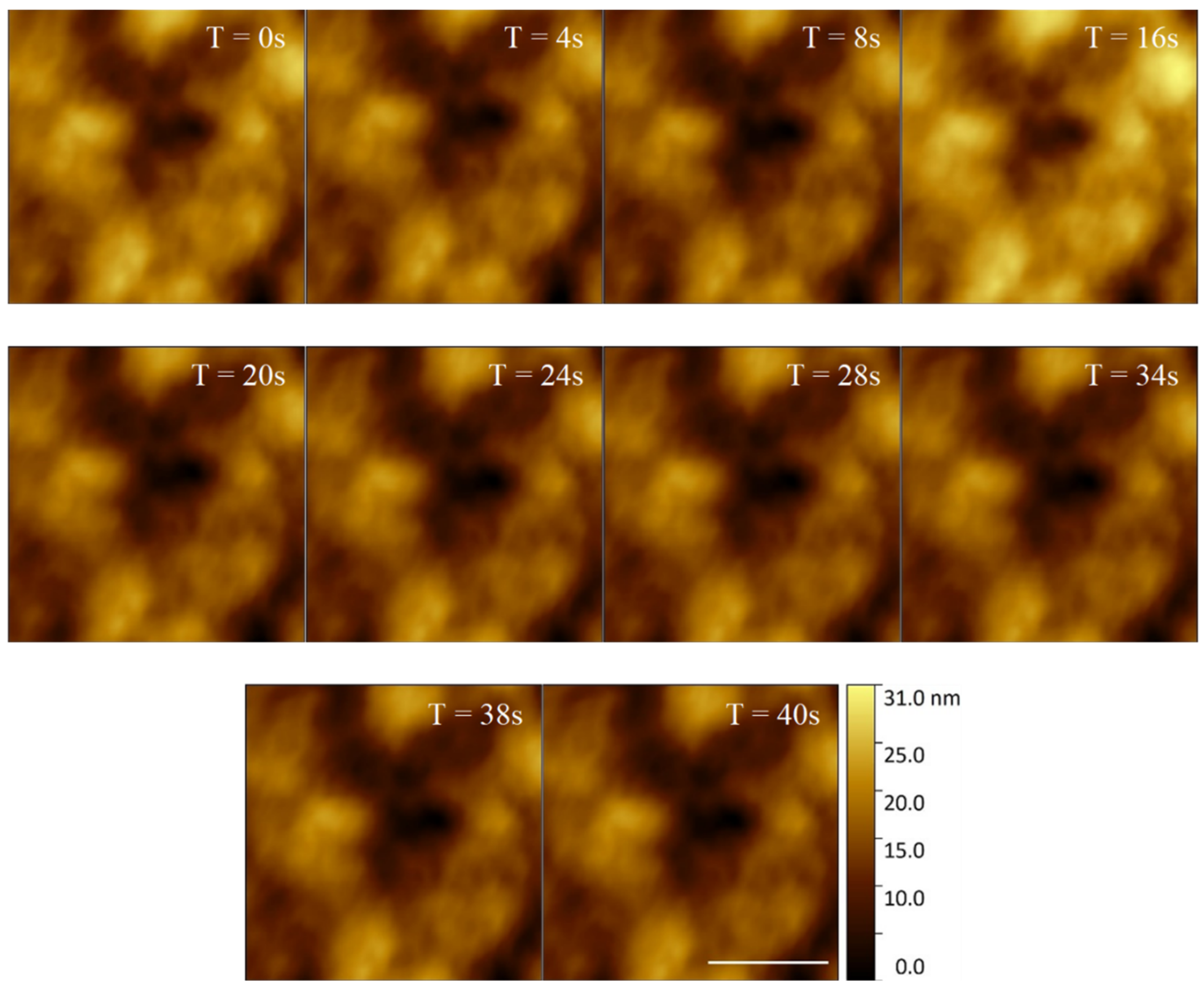 Microorganisms 09 00680 g005