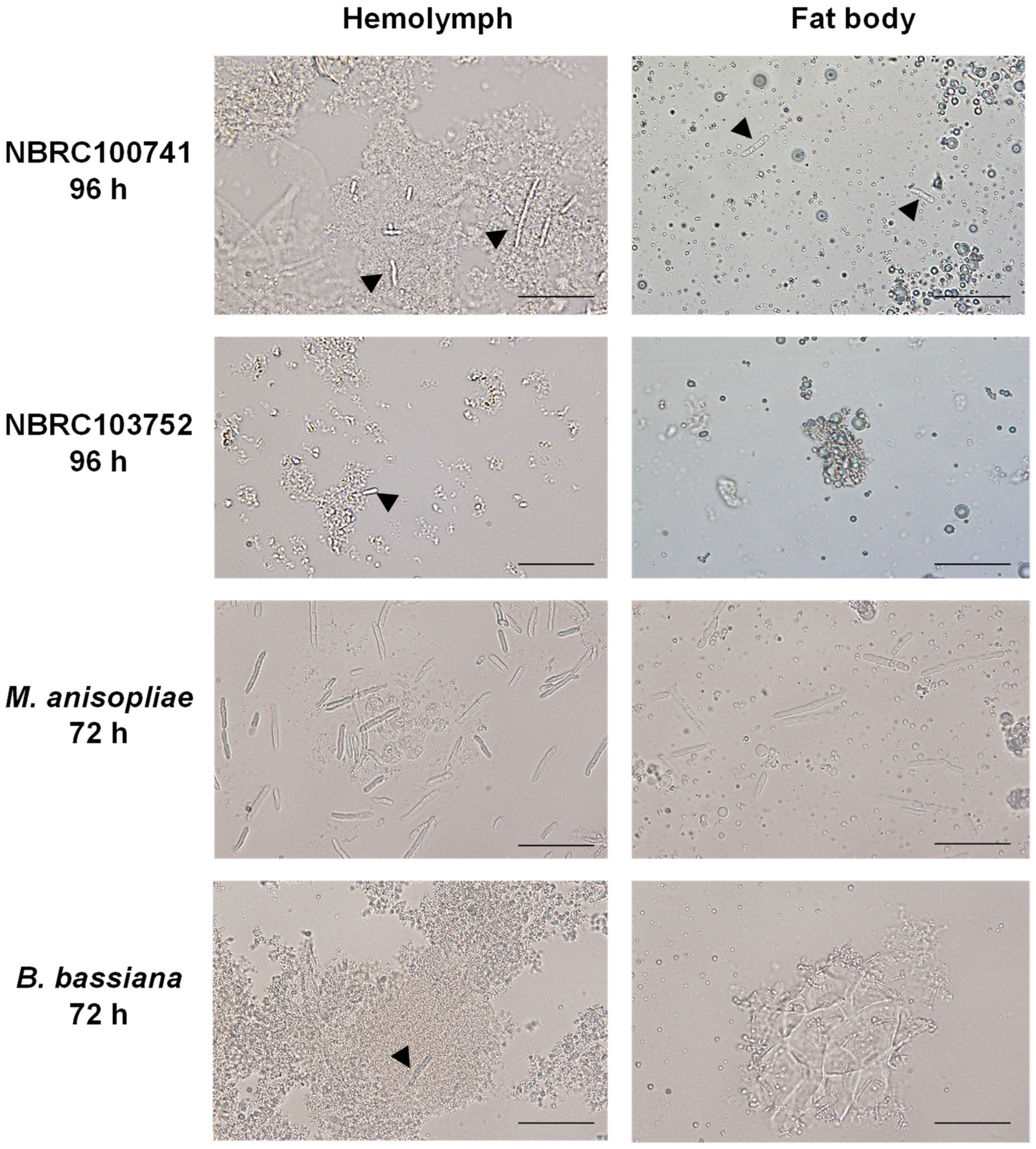 Microorganisms 09 00681 g002 Microorganisms 09 00681 g002
