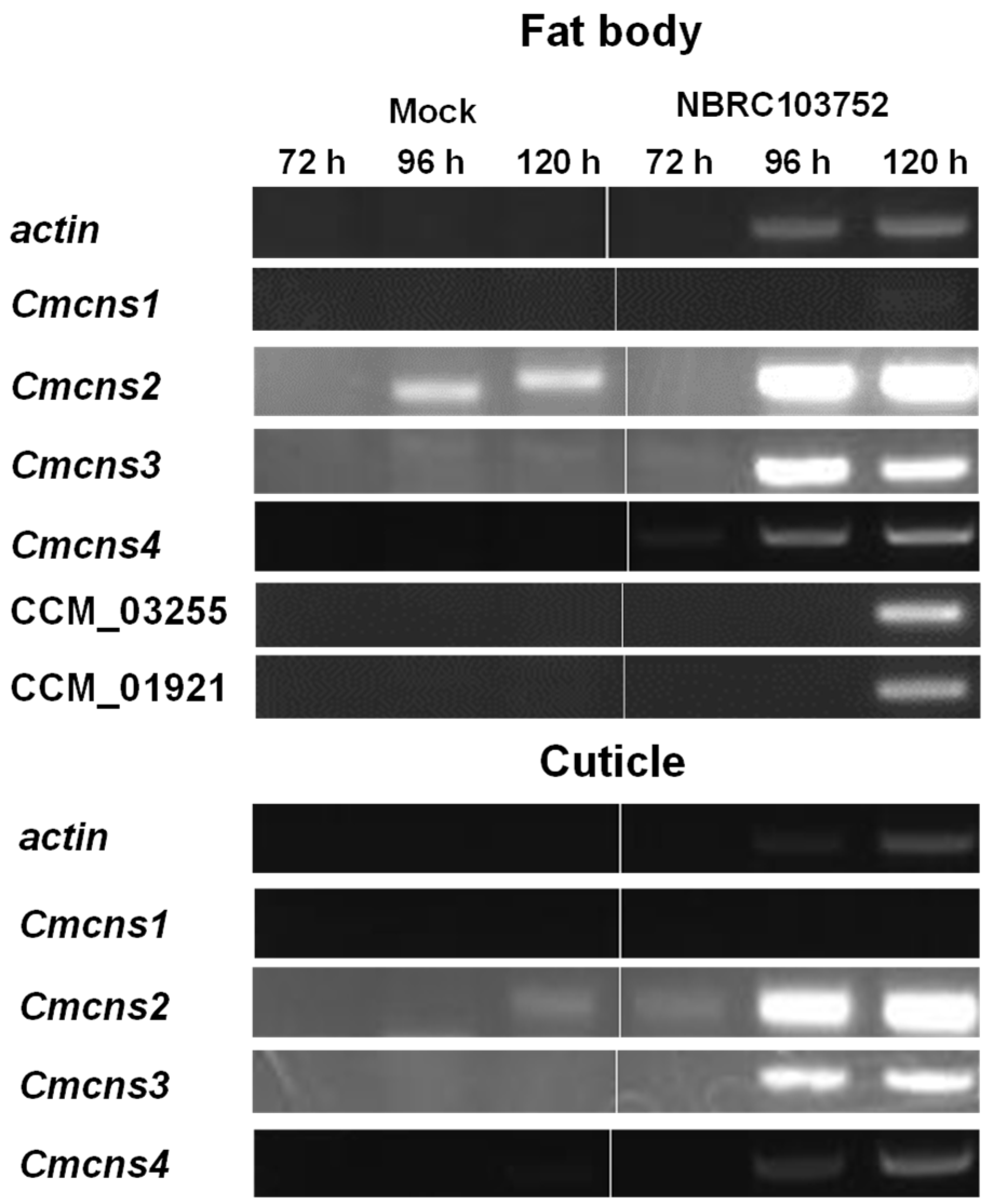 Microorganisms 09 00681 g003 Microorganisms 09 00681 g003