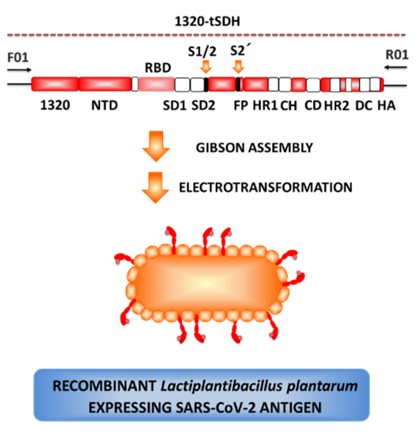 Microorganisms 09 00683 g006 Microorganisms 09 00683 g006