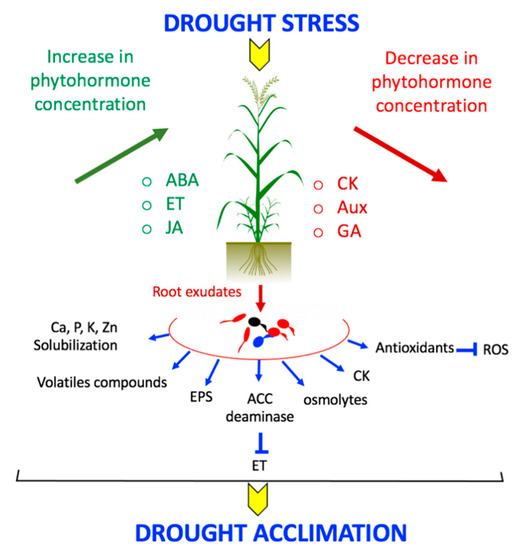 Microorganisms Free Full Text Advances In Wheat Physiology In Response To Drought And The Role Of Plant Growth Promoting Rhizobacteria To Trigger Drought Tolerance Html