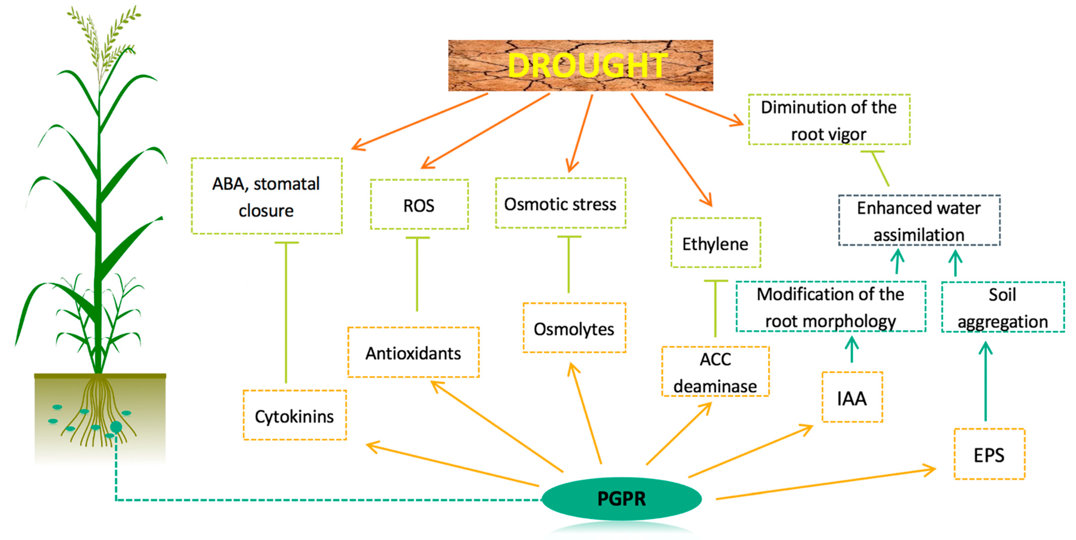 Microorganisms Free Full Text Advances In Wheat Physiology In Response To Drought And The Role Of Plant Growth Promoting Rhizobacteria To Trigger Drought Tolerance Html