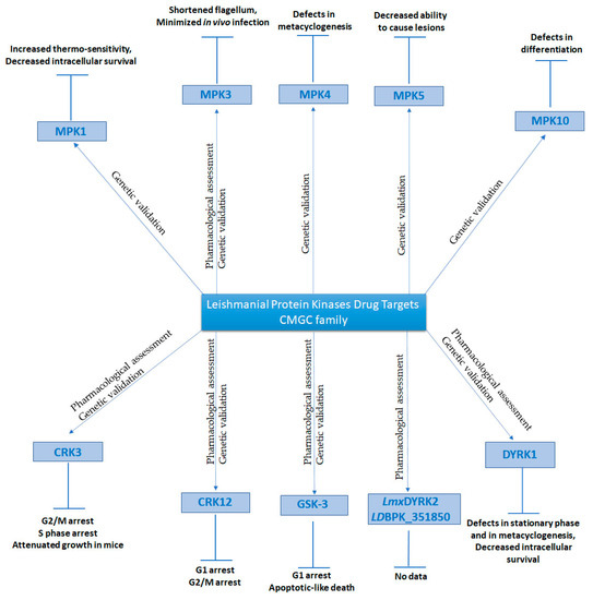 Free FullText Leishmania Protein Kinases Important