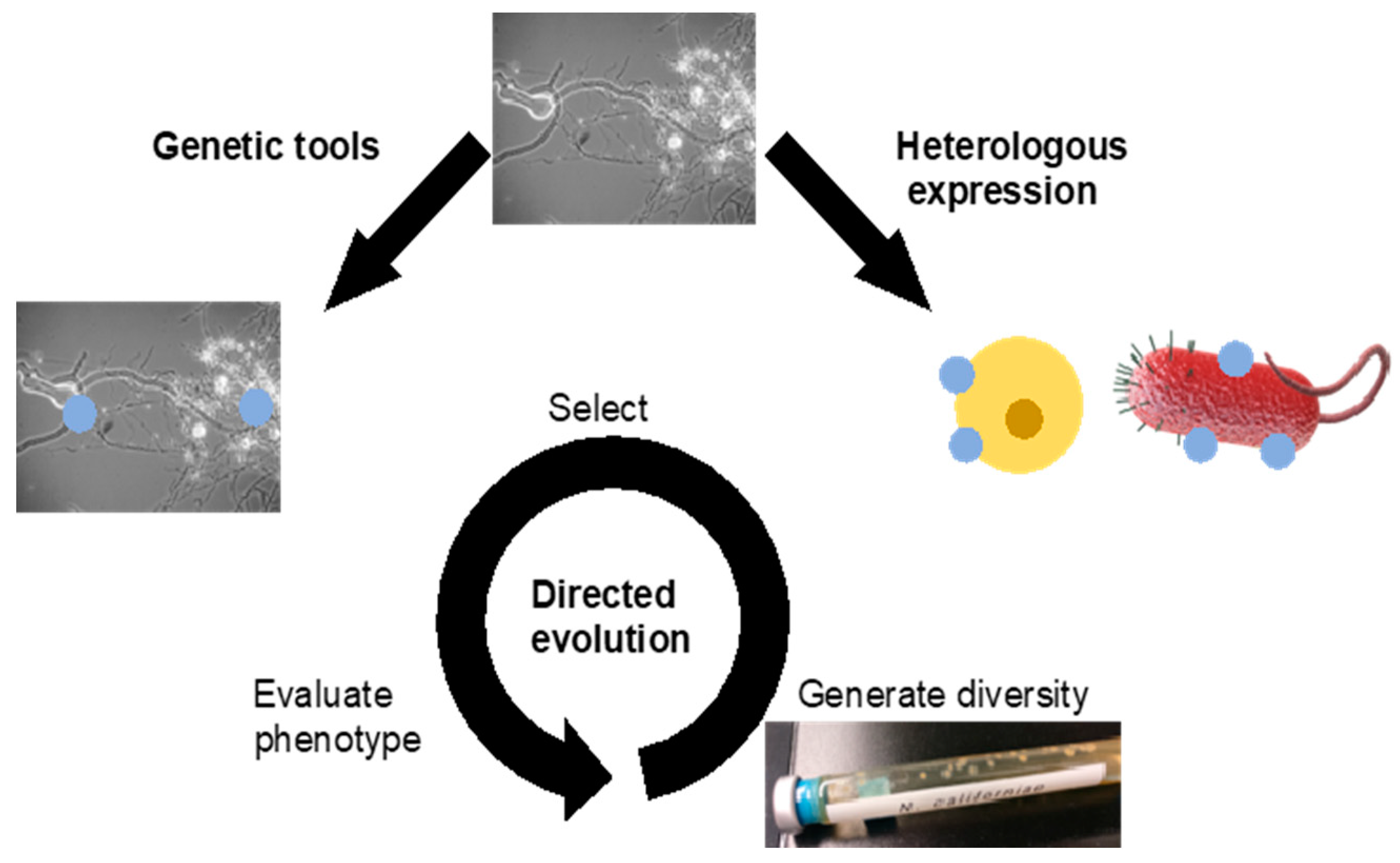 Microorganisms 09 00694 g003 Microorganisms 09 00694 g003
