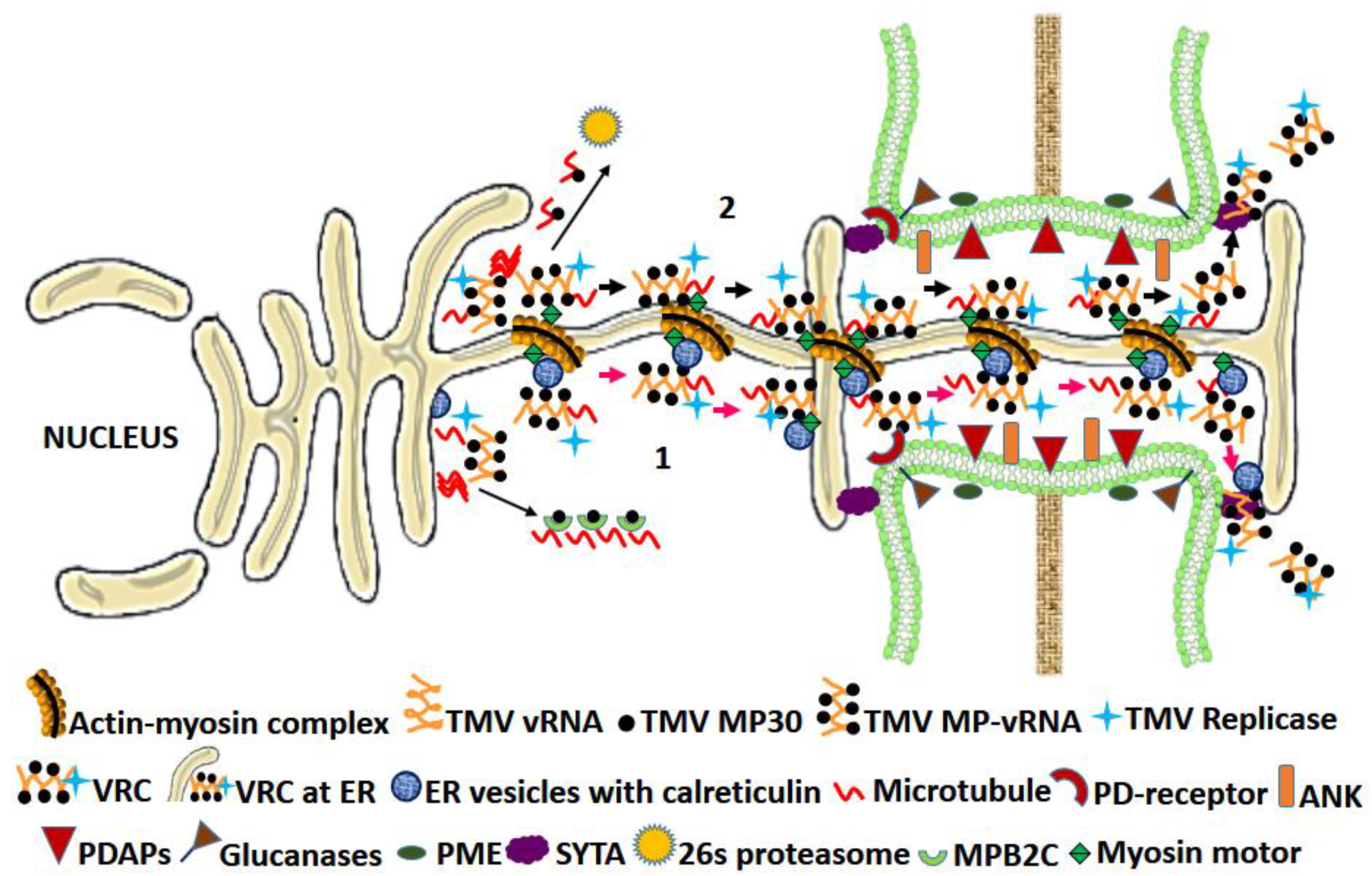 Microorganisms 09 00695 g002