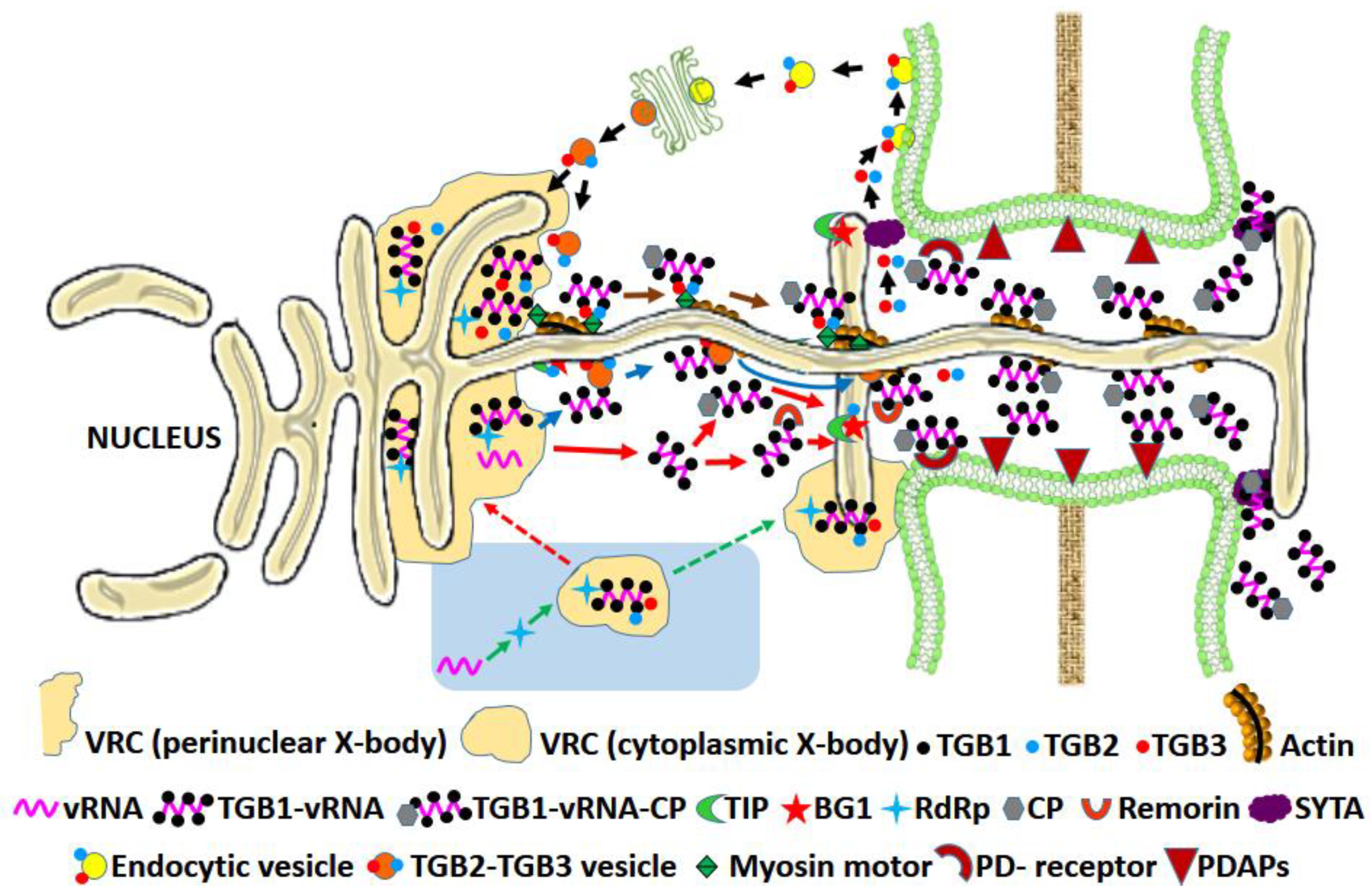 Microorganisms 09 00695 g003