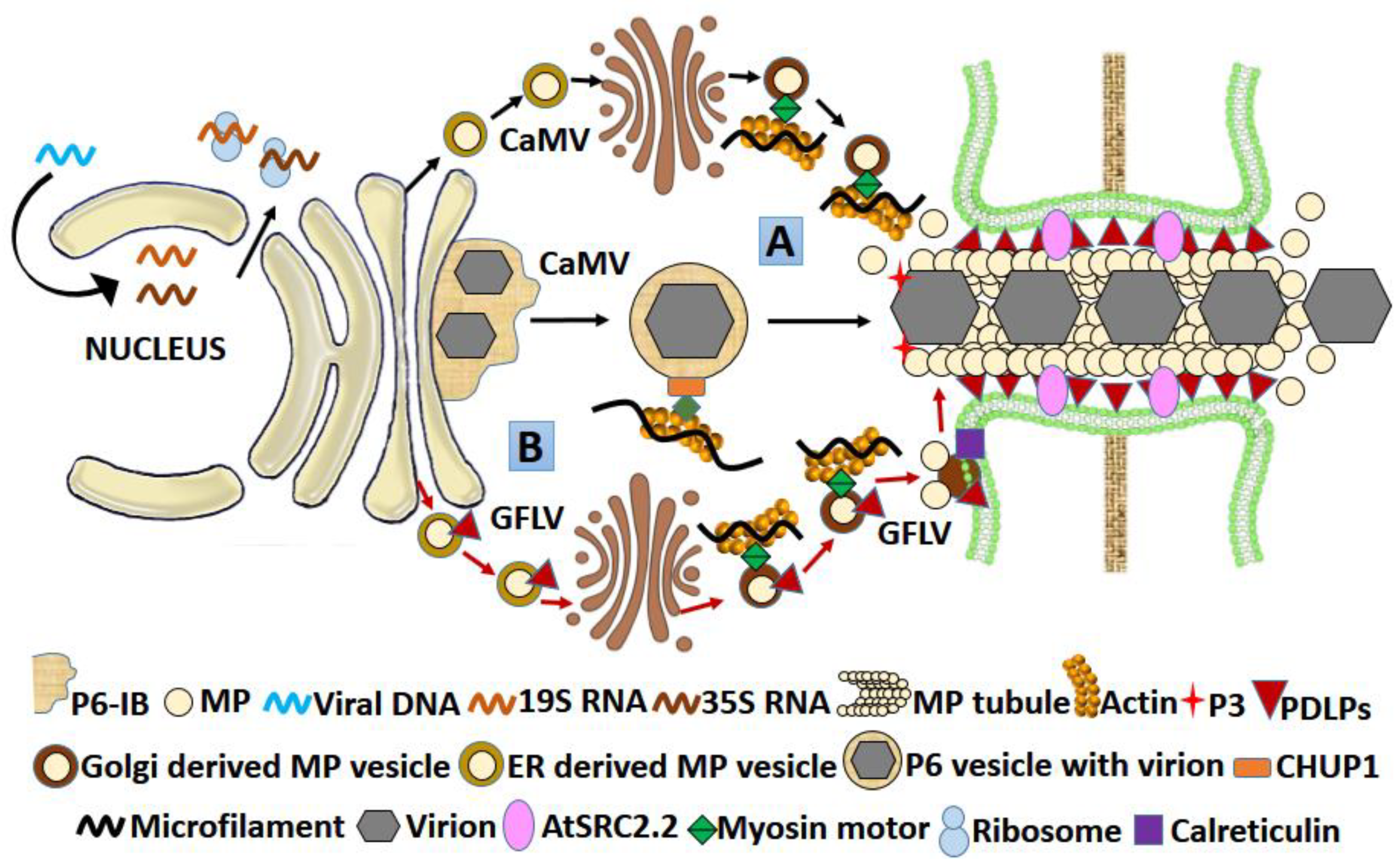 Microorganisms 09 00695 g005