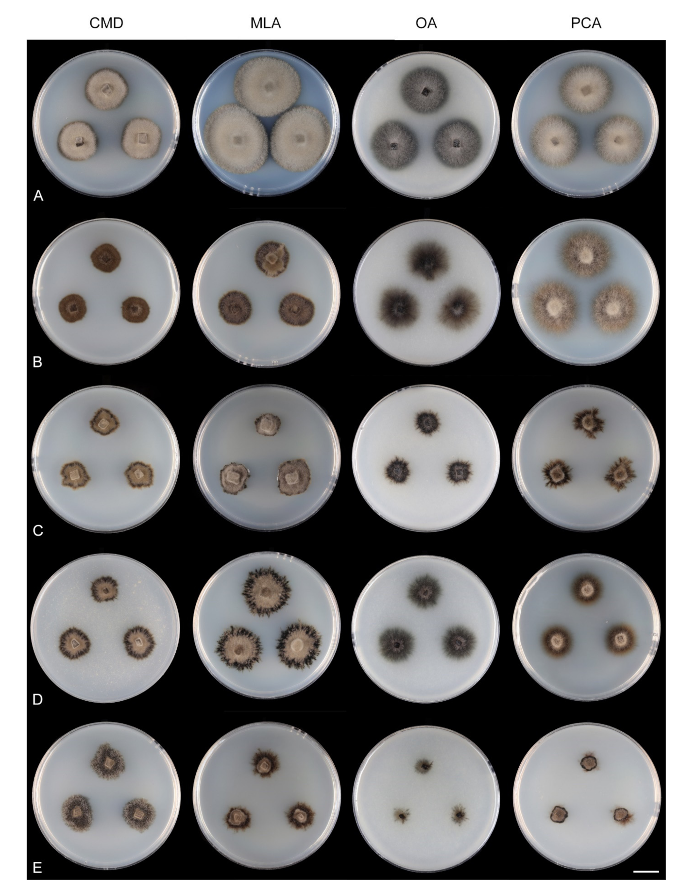 Microorganisms 09 00706 g008